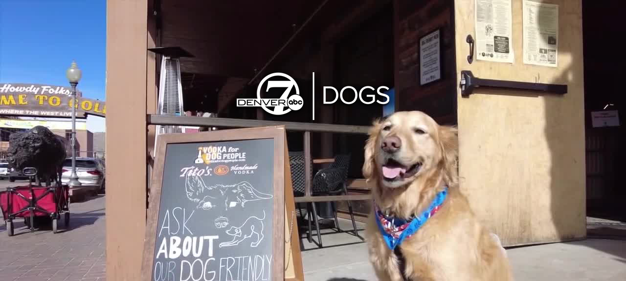 goldens in golden.jpg