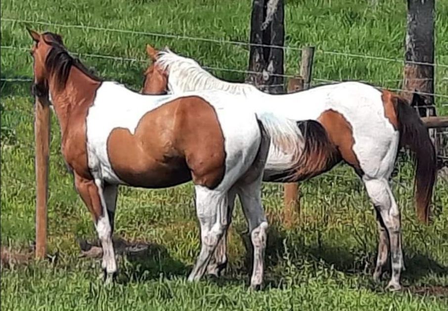 Stolen Polk County horses