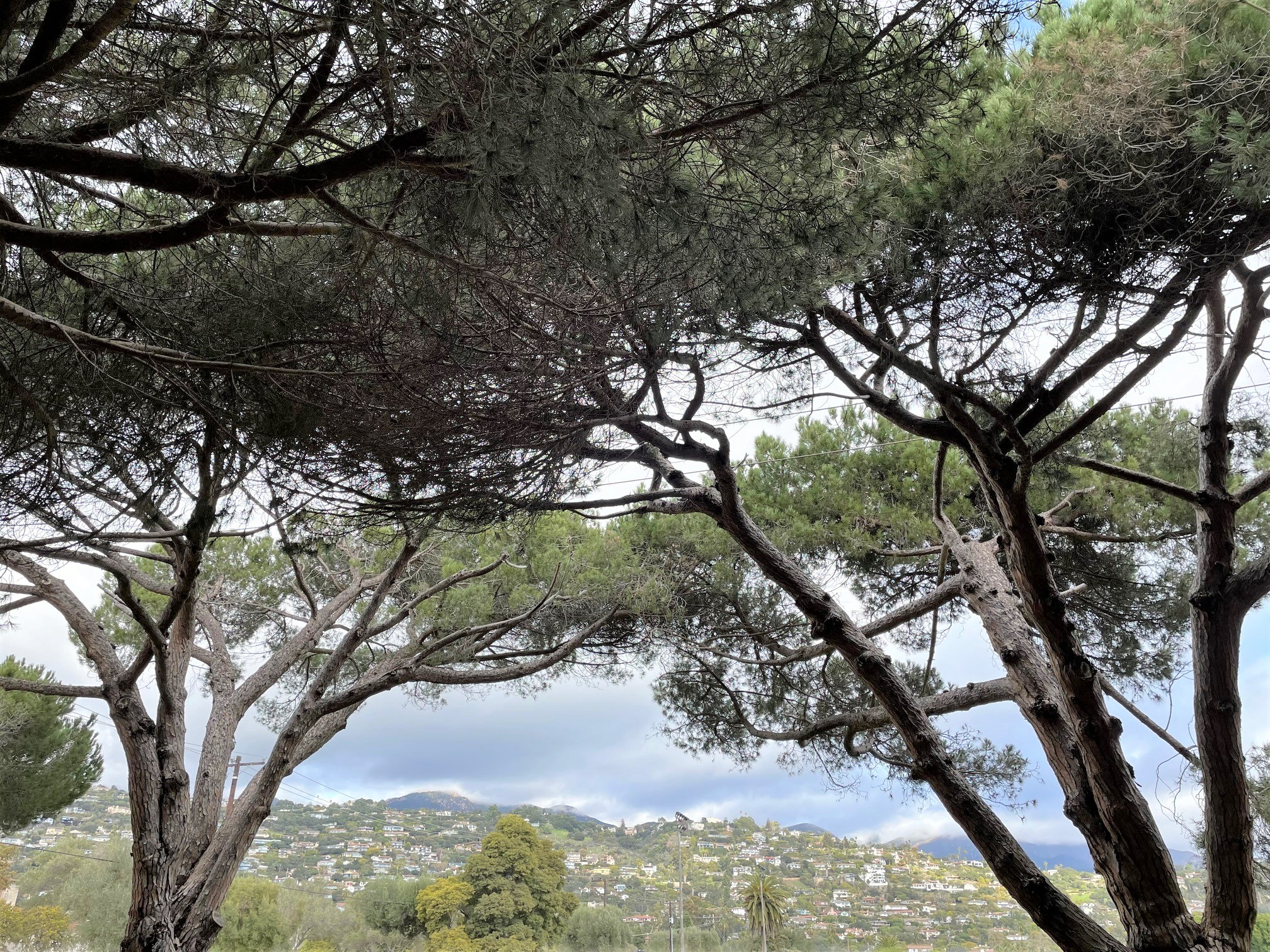 City Awarded $20000 to Expand Urban Forest_.jpg