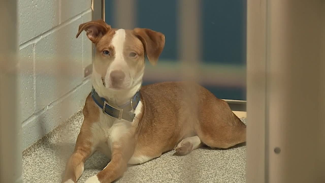 Little Italy community collects food for Baltimore Humane Society 