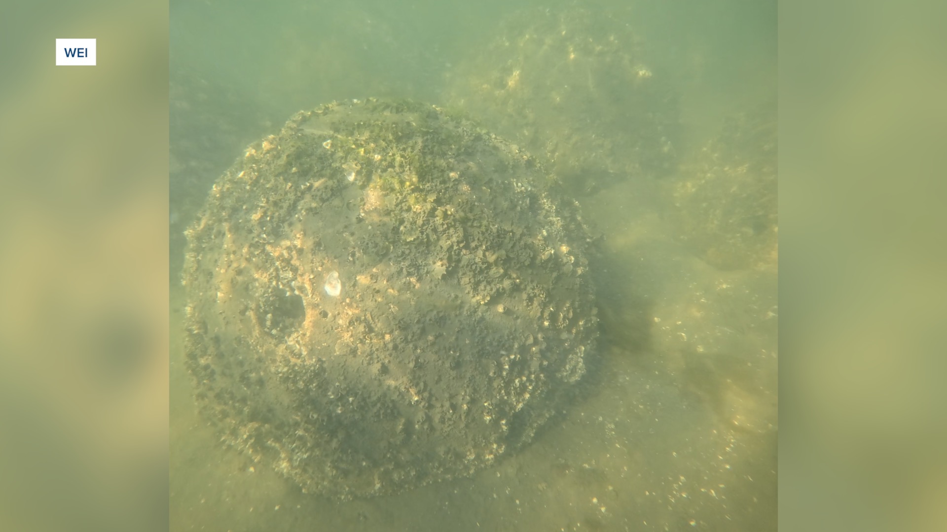 Oyster Domes by the Wakulla Environmental Institute