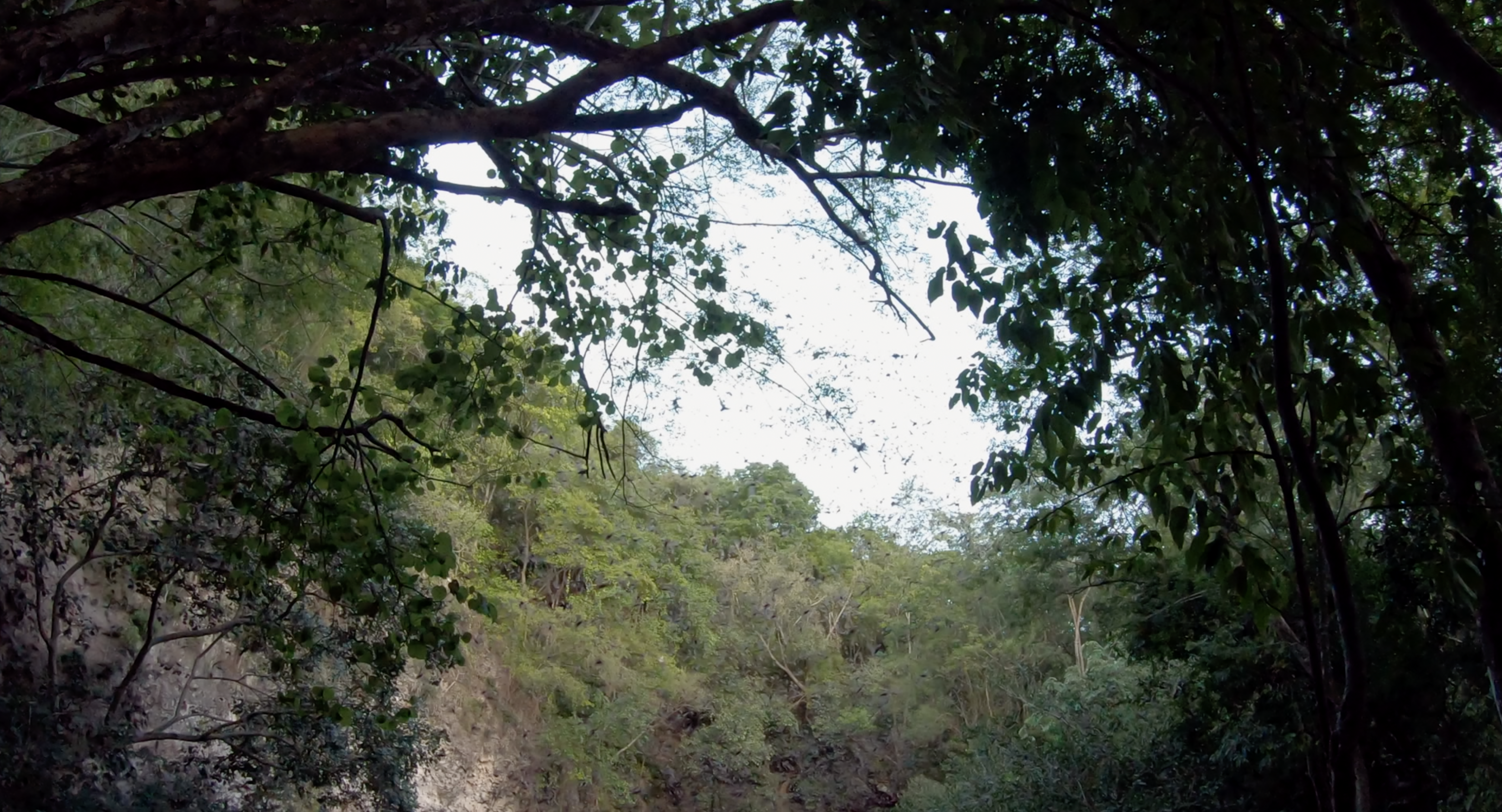 Mexican free-tailed bats