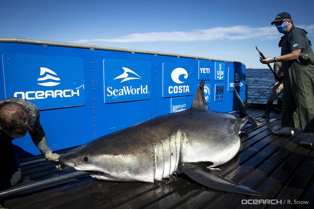 ocearch-expeditionnovascotia-breton-09-12-2020-robert-snow-wm-0749.jpg