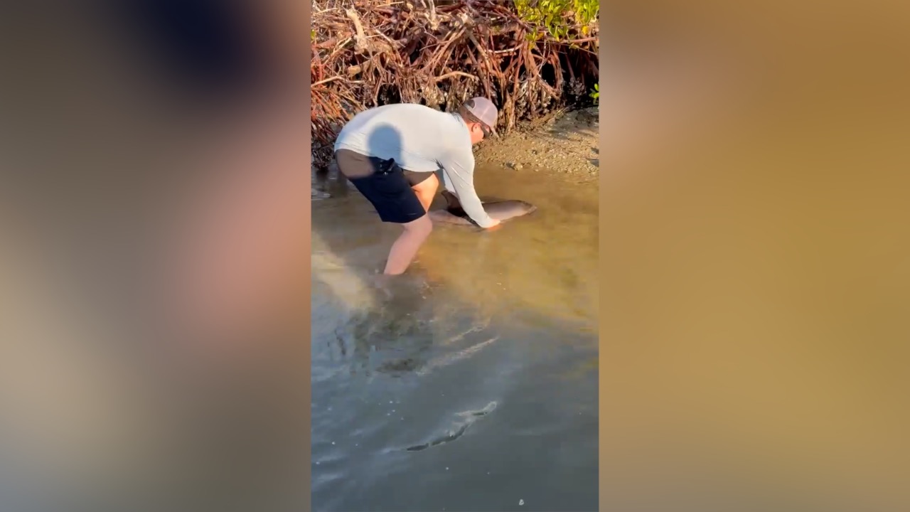 boat captain saves baby dolphin
