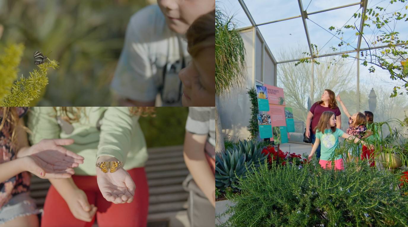 ‘Majestic Mariposas’ exhibit at the Desert Botanical Garden in Phoenix