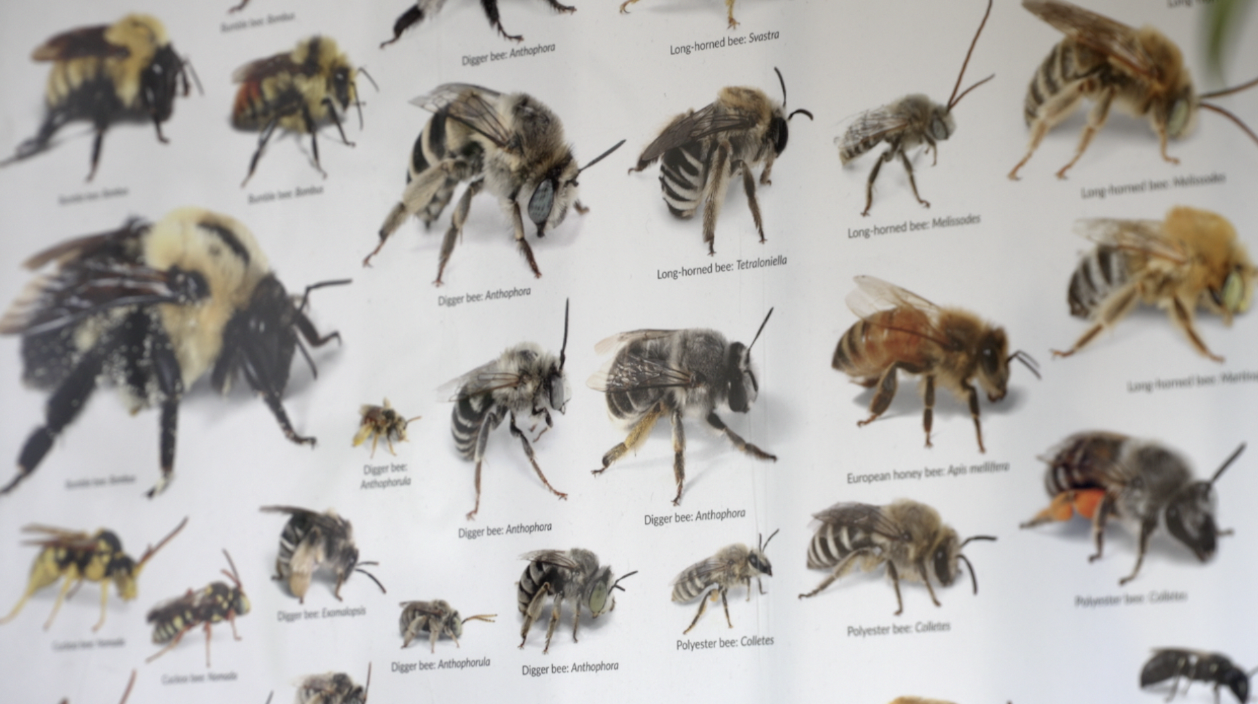 Bee Atlas