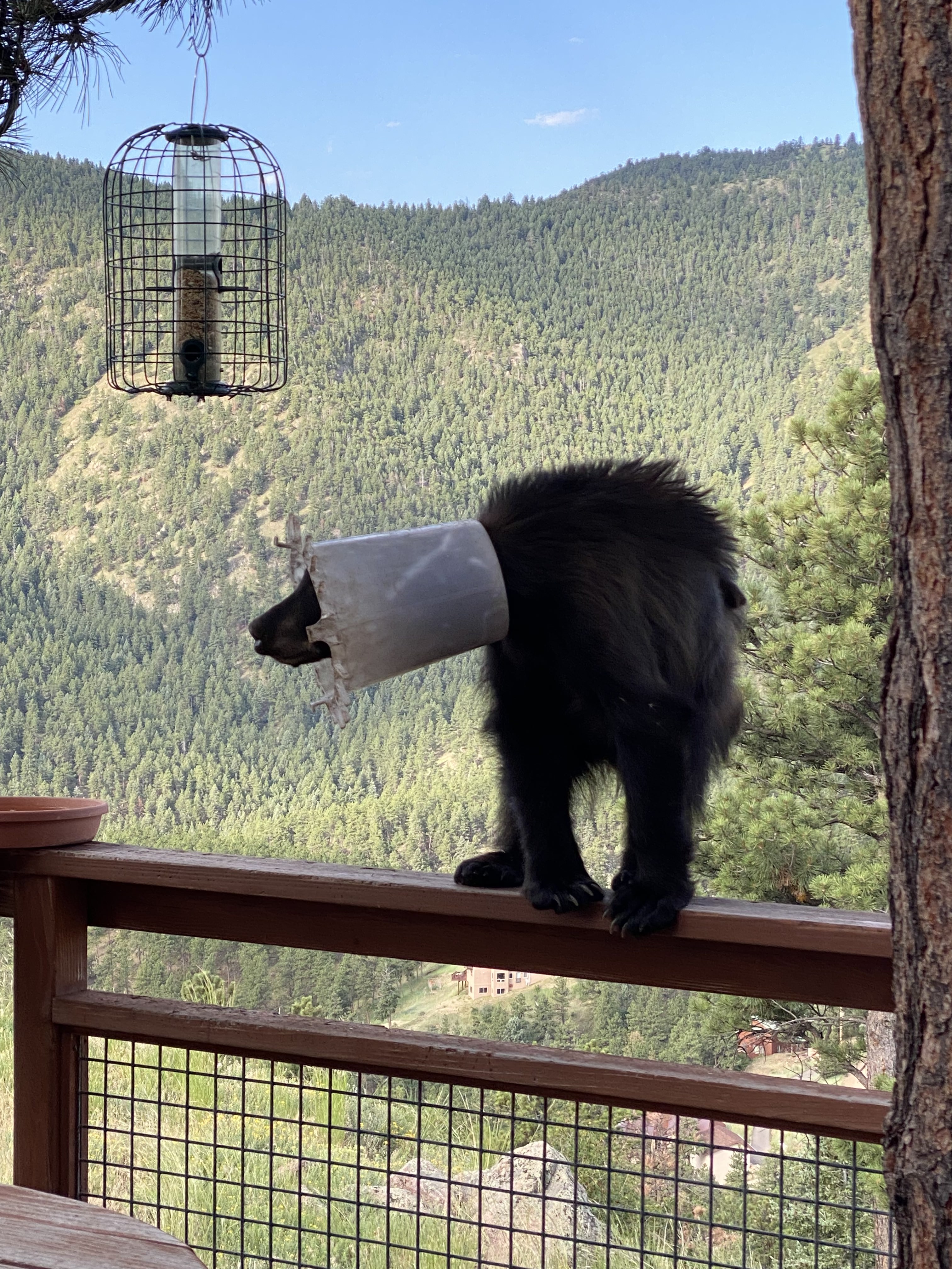 bear with chicken feeder stuck on its head.jpg