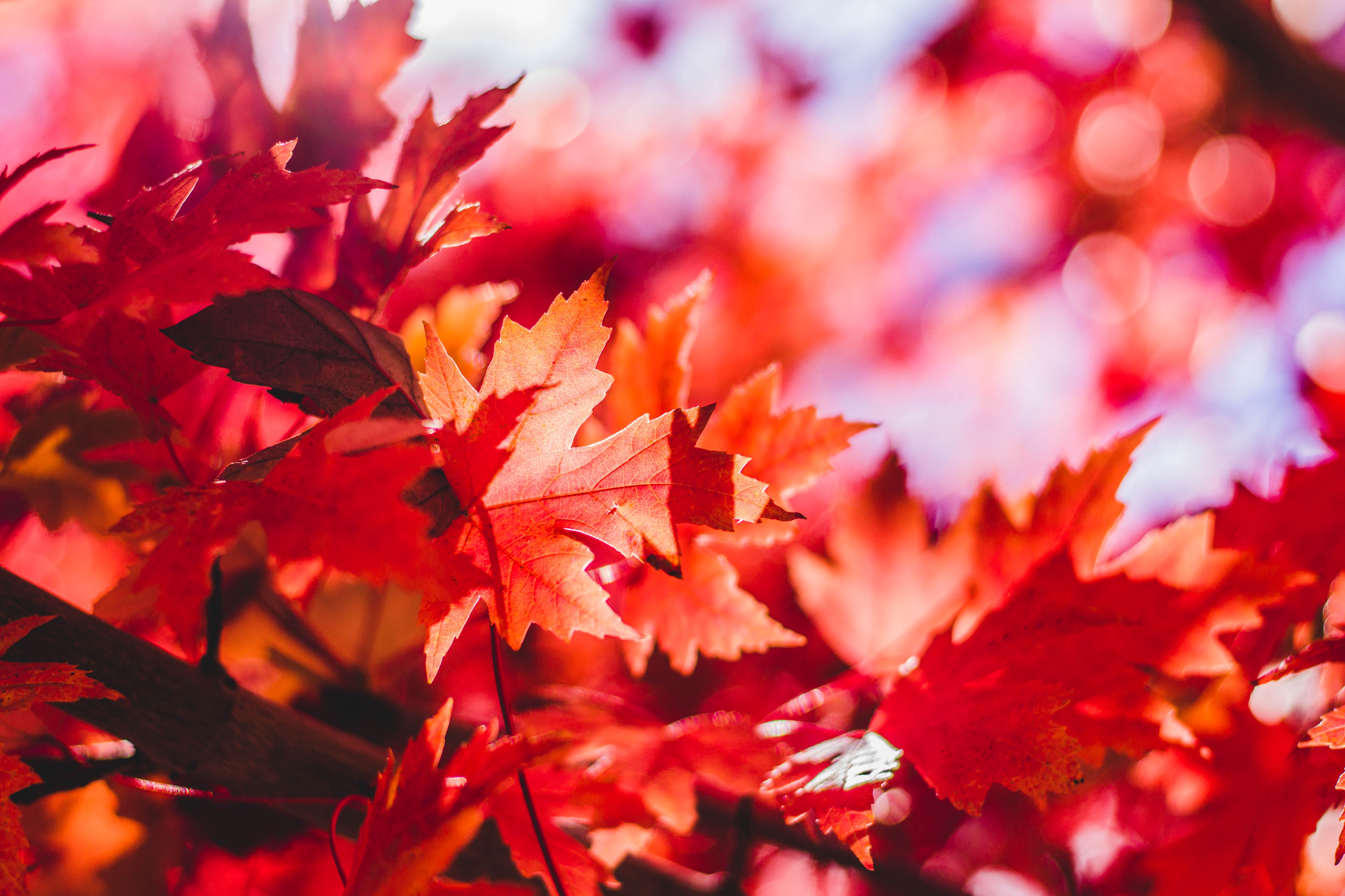 maple tree in Longmont