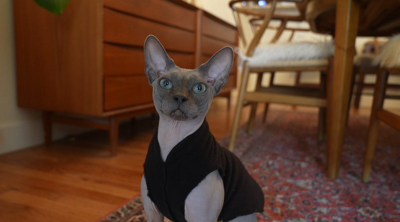 'Sole Survivor': Meet Leonardo DiCaprio, the only Colorado cat to beat bird flu