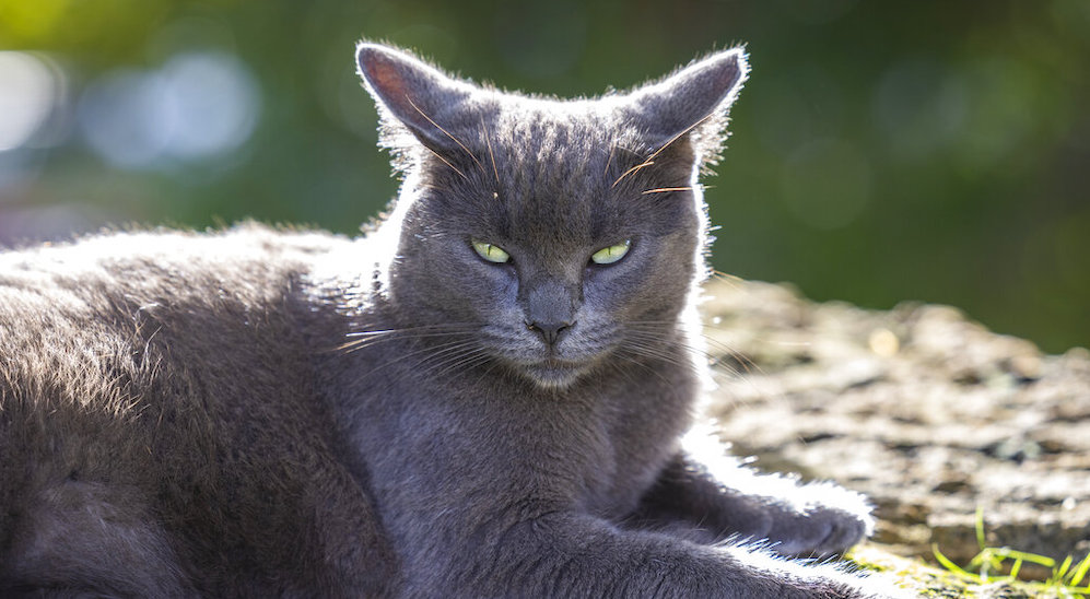 Puerto Rico Cat Control