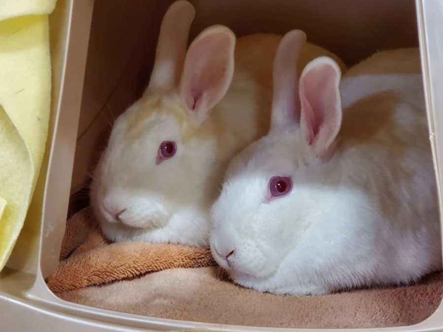 sdhs_rabbit_rescue_adopt_040521.jpg