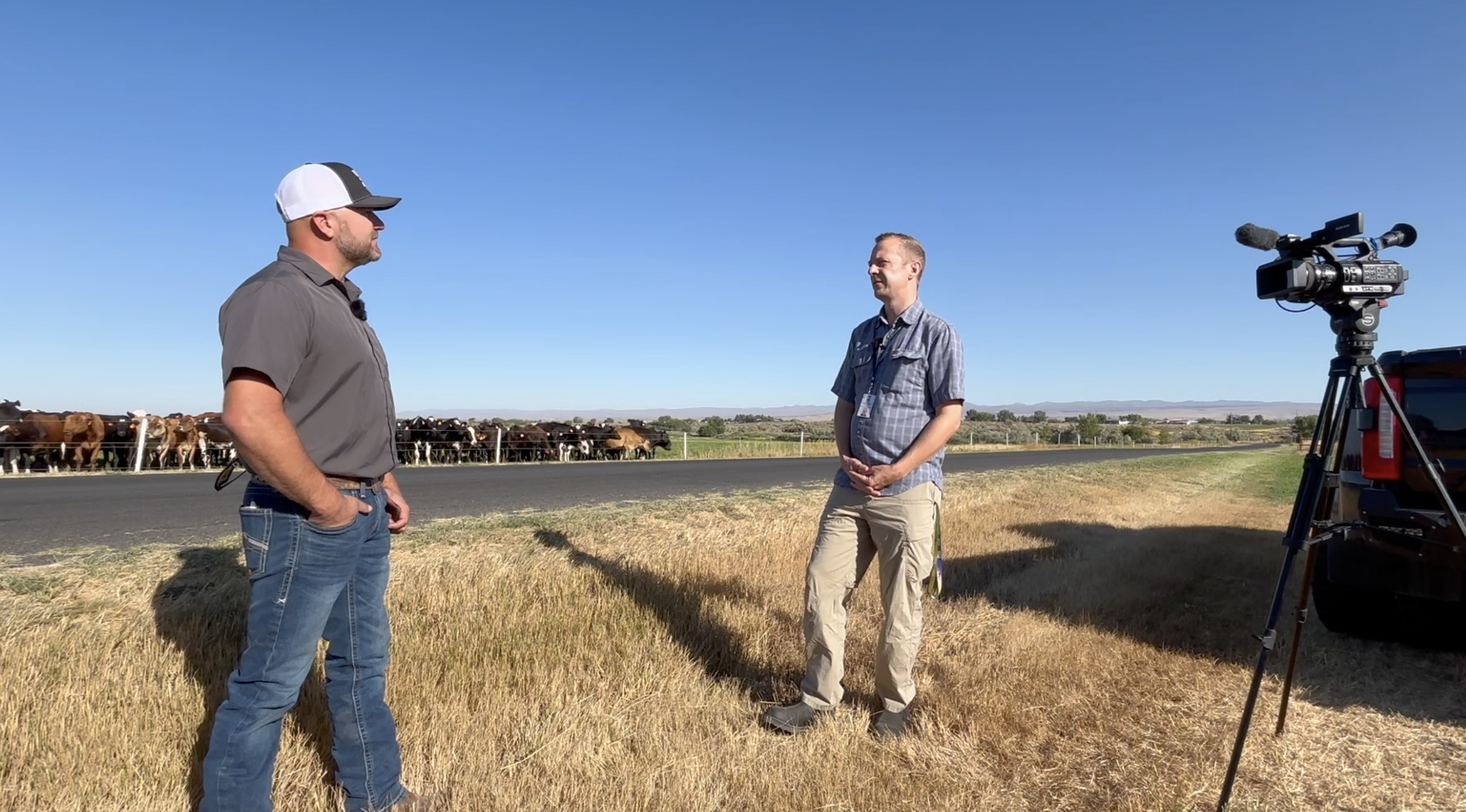 Gooding dairy thriving ten years after going organic