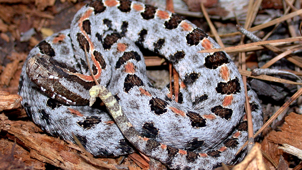 Pygmy rattlesnake
