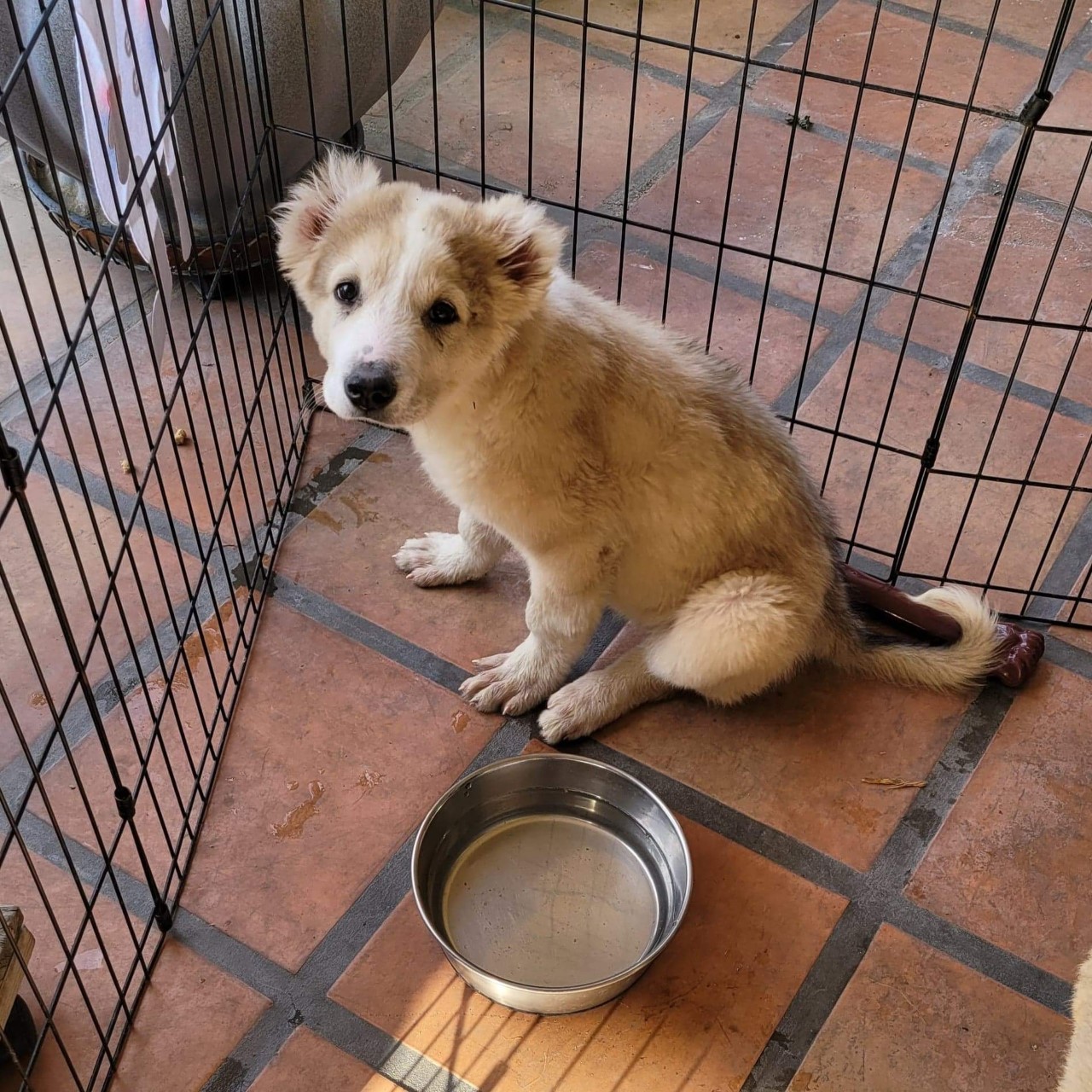Cherry Cola as a pup, then after being dumped