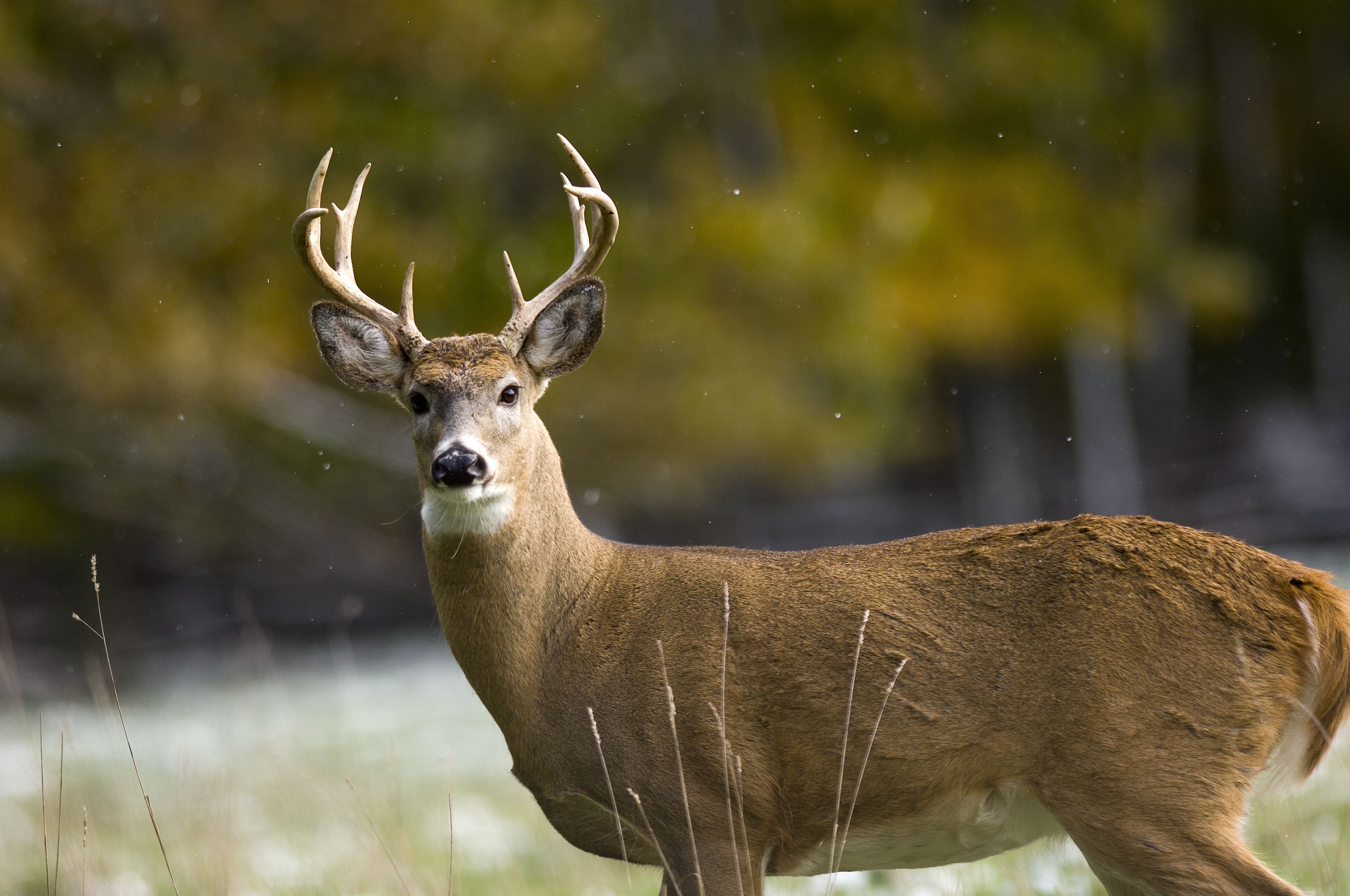 White-tailed deer