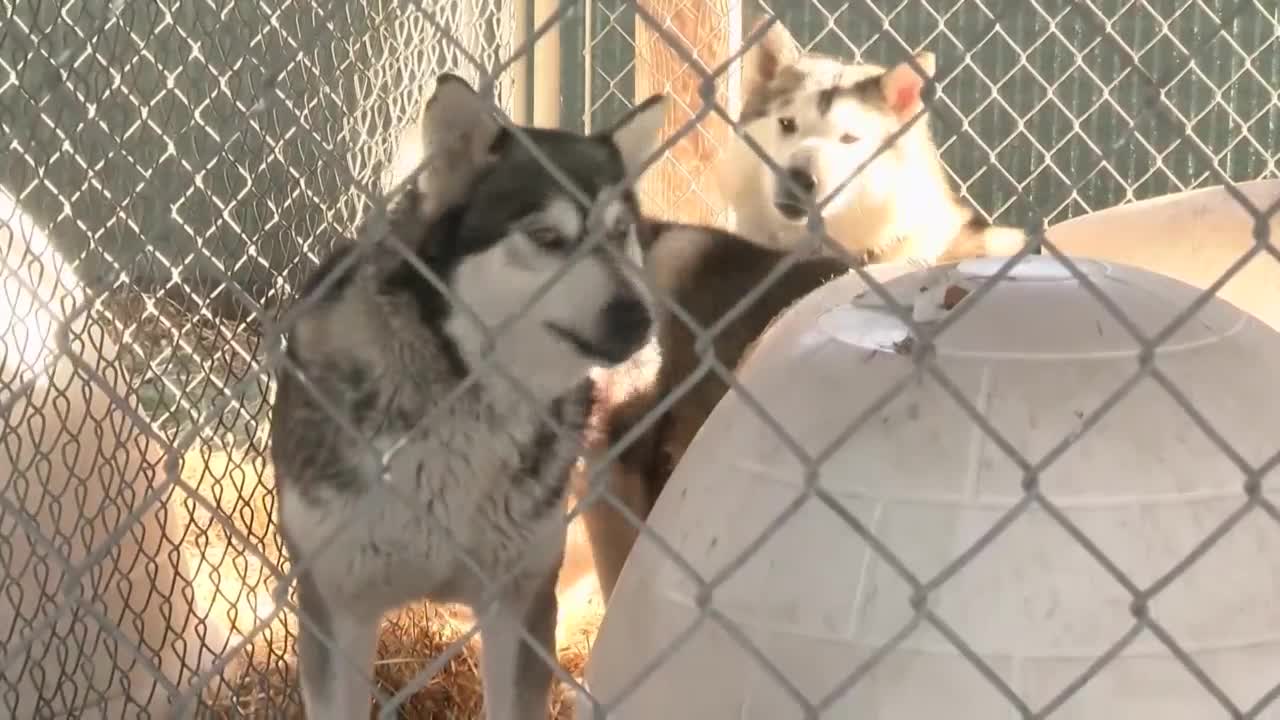 bitterroot animal shelter