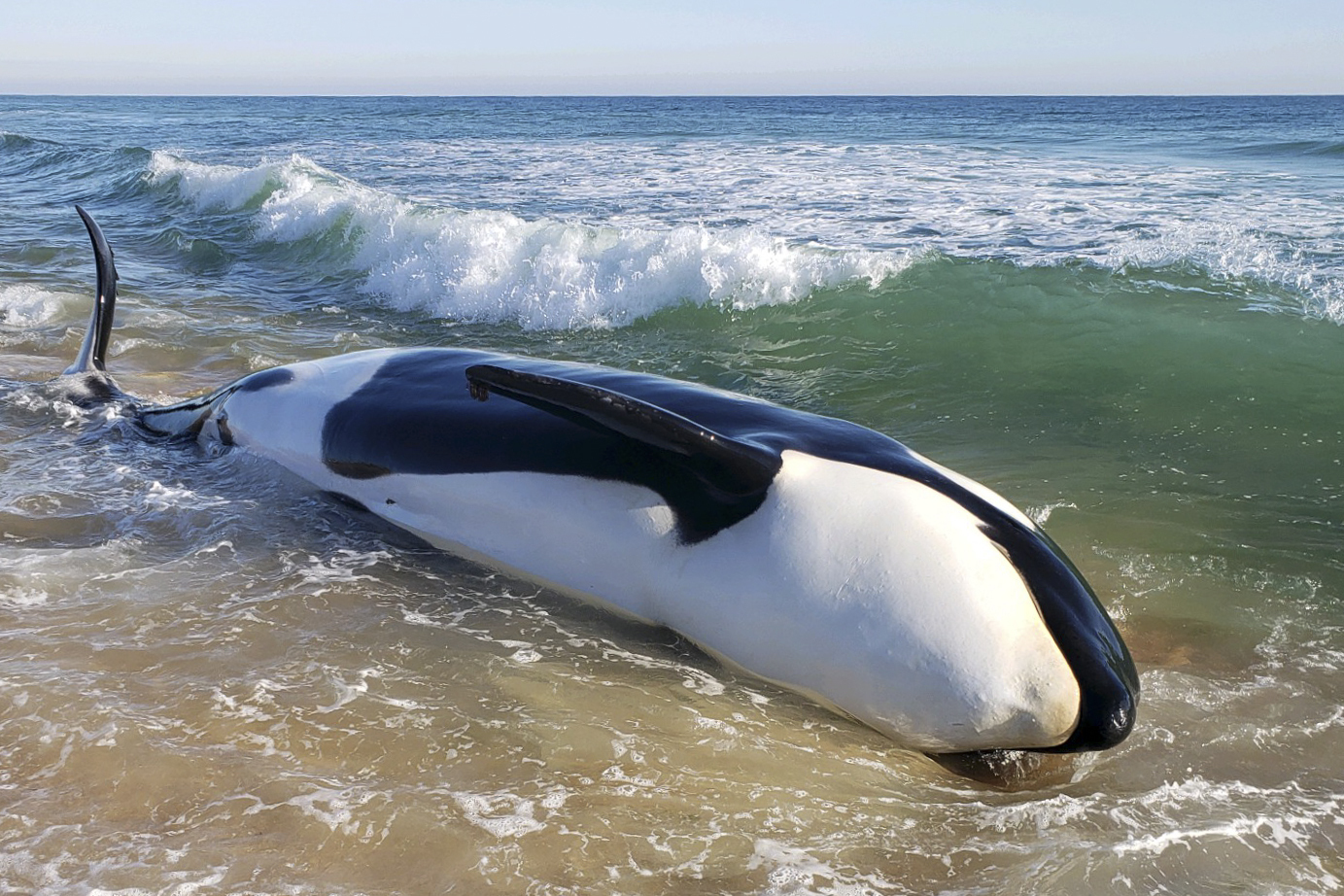 Beached Whale Florida