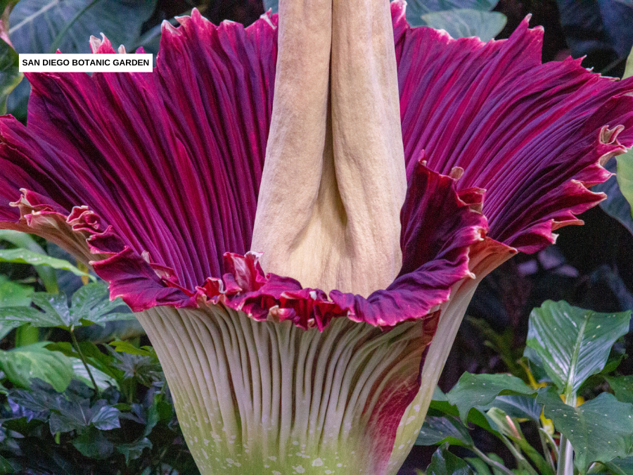 corpse_flower_ozzy_san_diego_botanic_garden3_2025.png