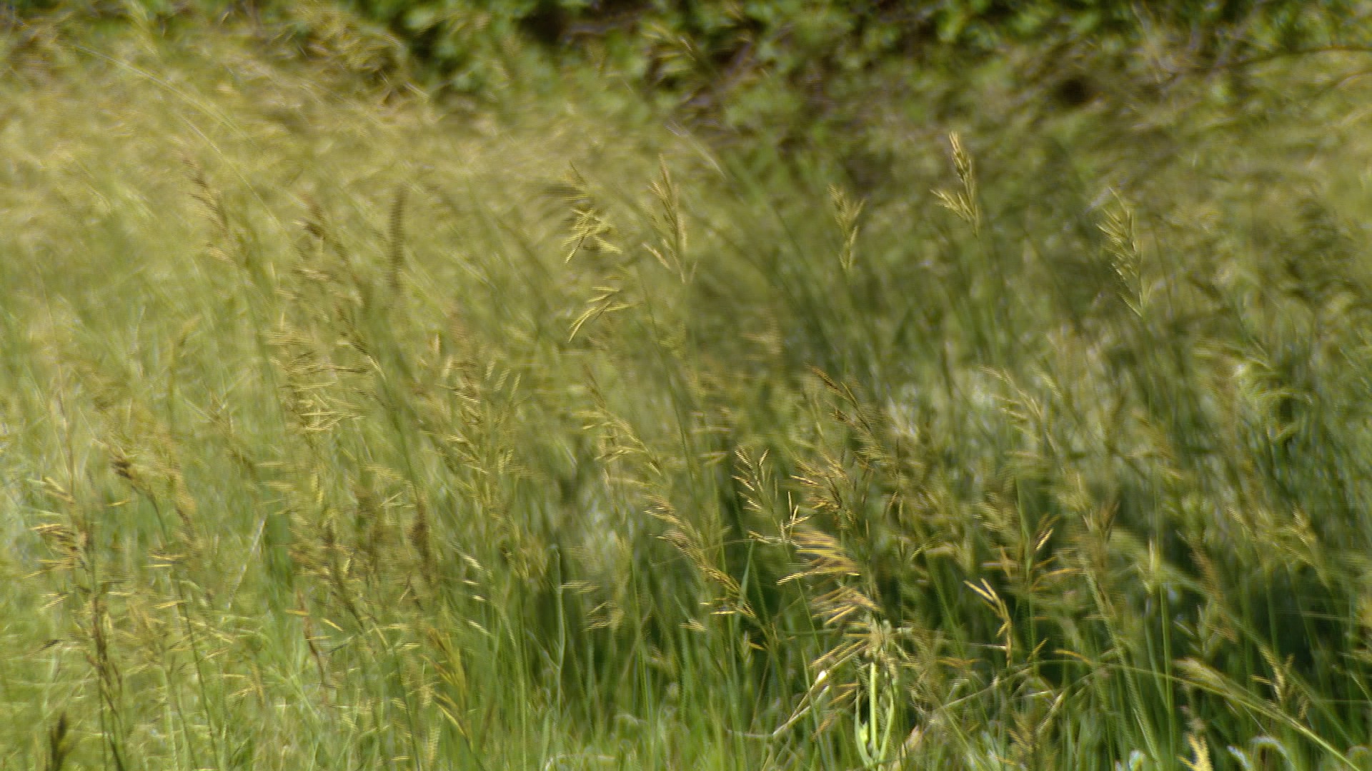 Record-setting rain in Southern Colorado means growing vegetation and fuel if a fire begins