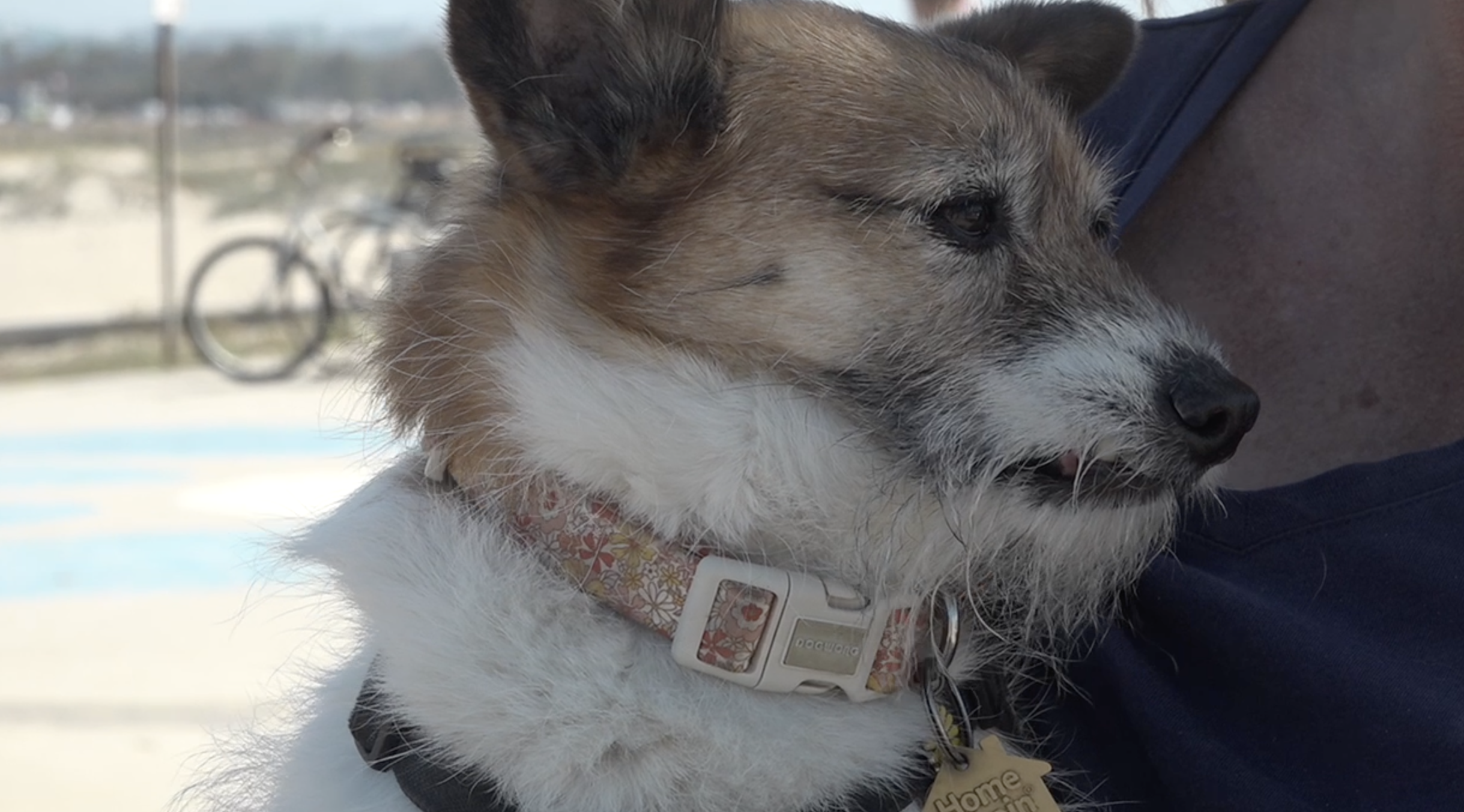 San Diego pet owners prepare for the anticipated Artemis II sonic boom