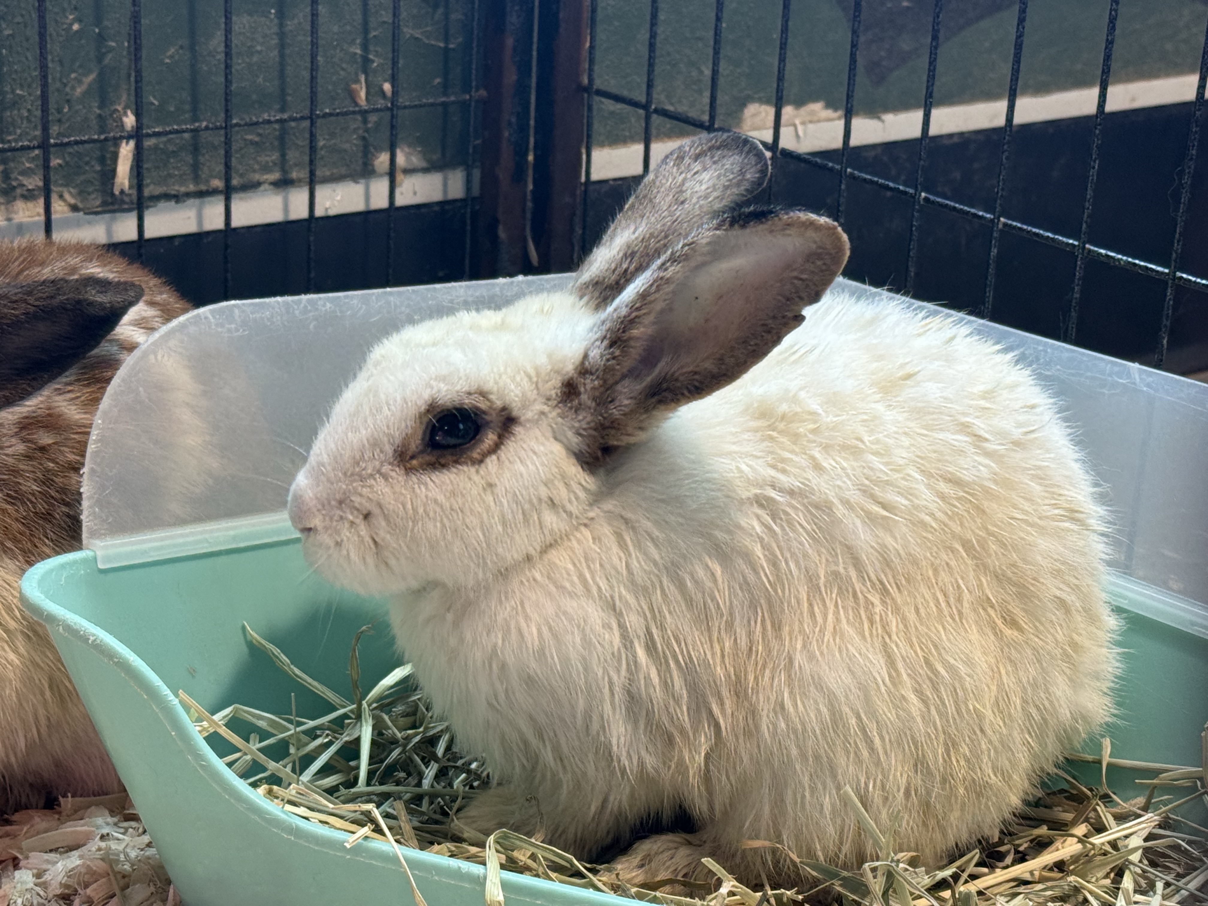 Two dozen rabbits discovered abandoned at county park in Plant City