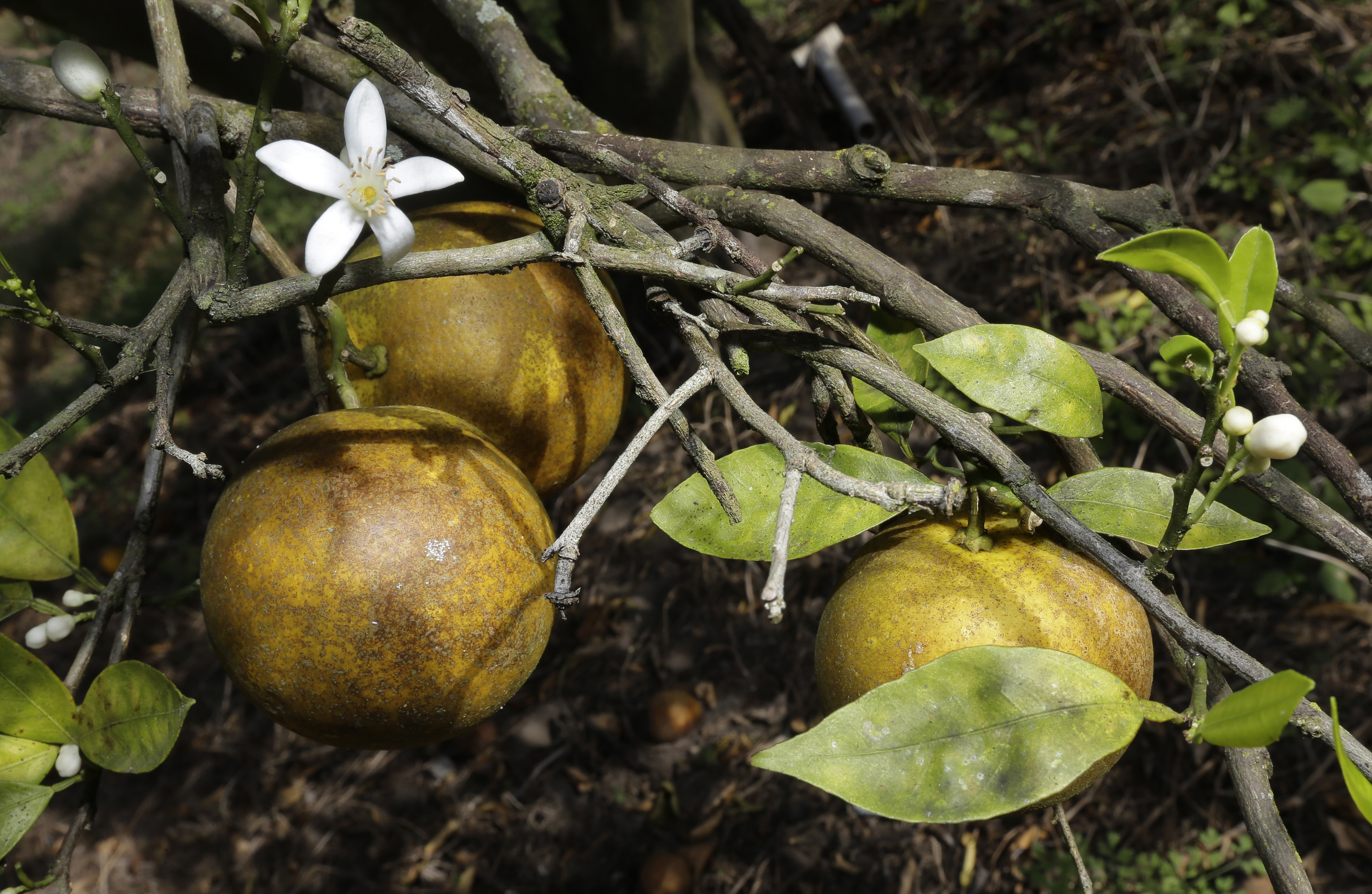Citrus Fruit