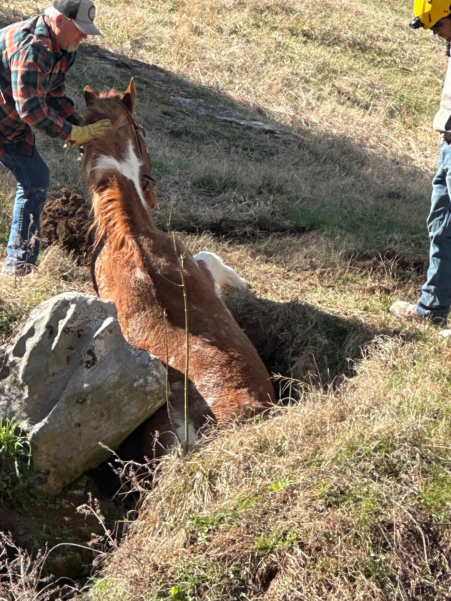 Jack the Horse