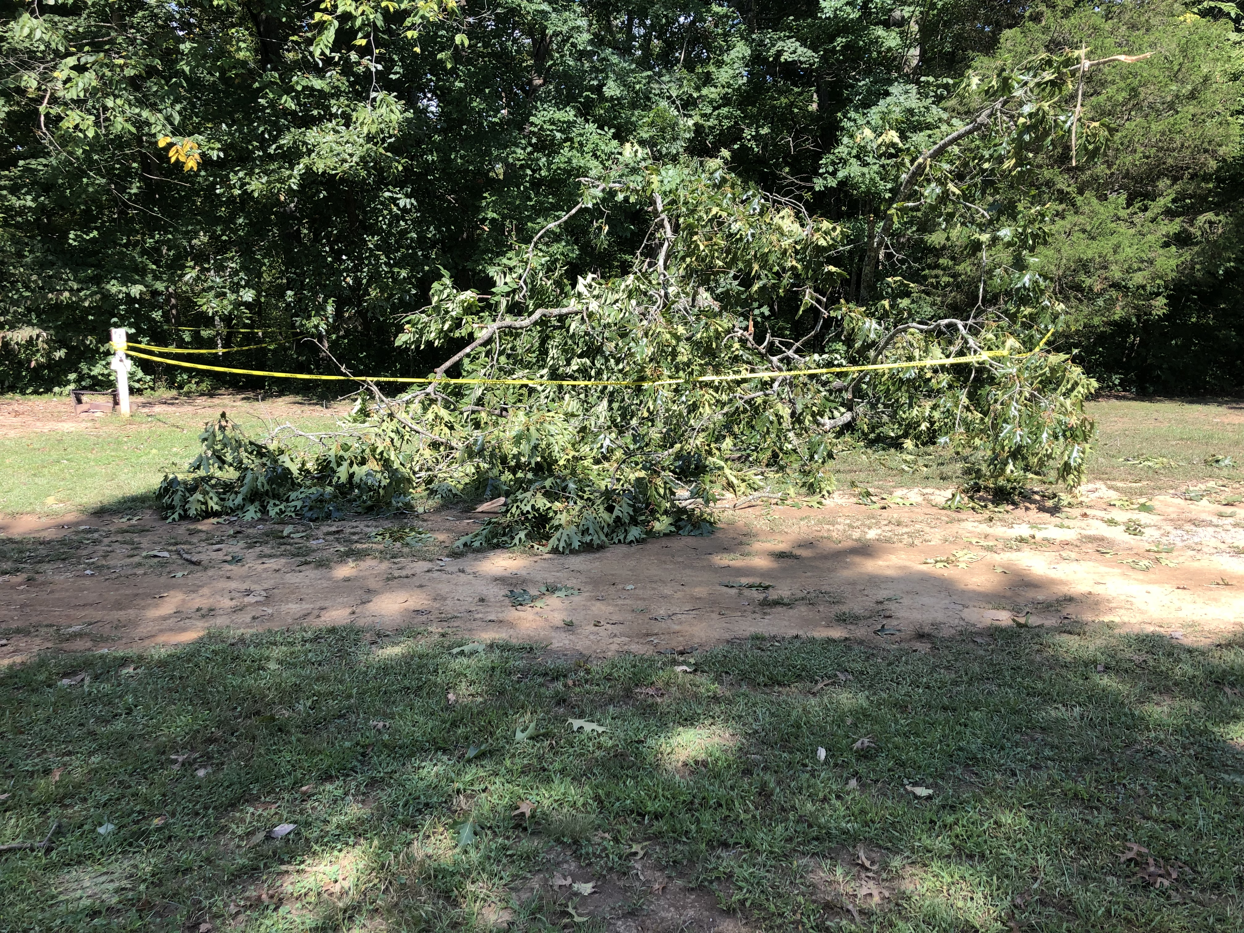 tree fell.jpg