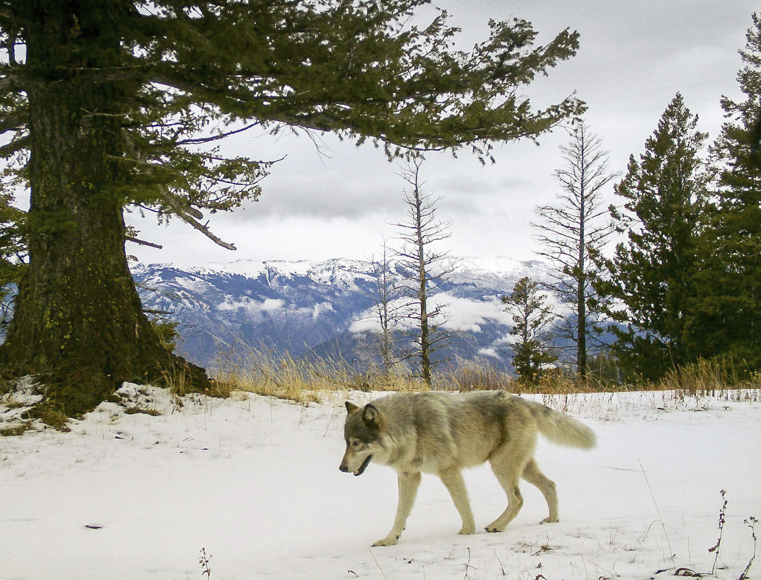 Gray Wolves-Endangered