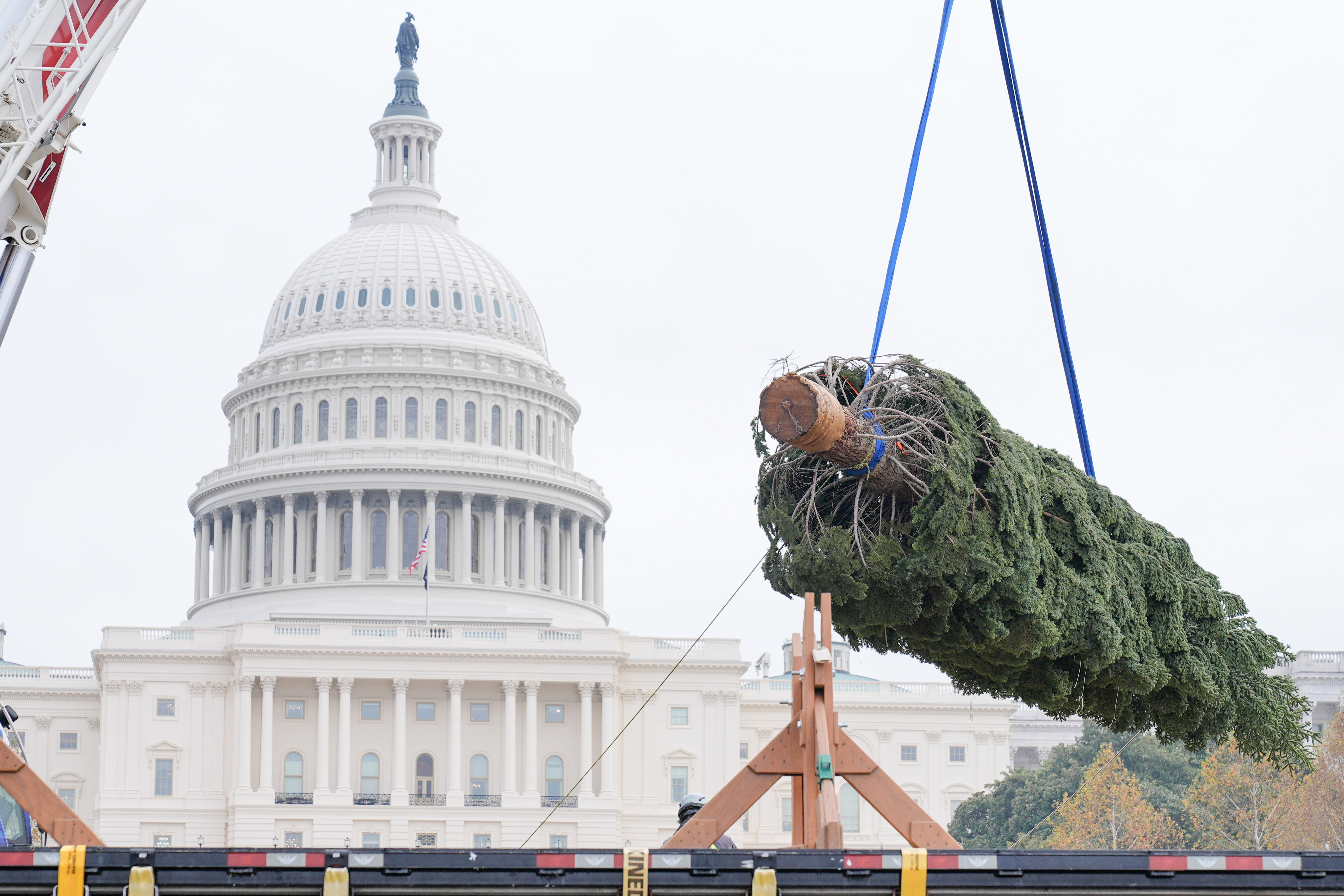 Capitol Christmas Tree 