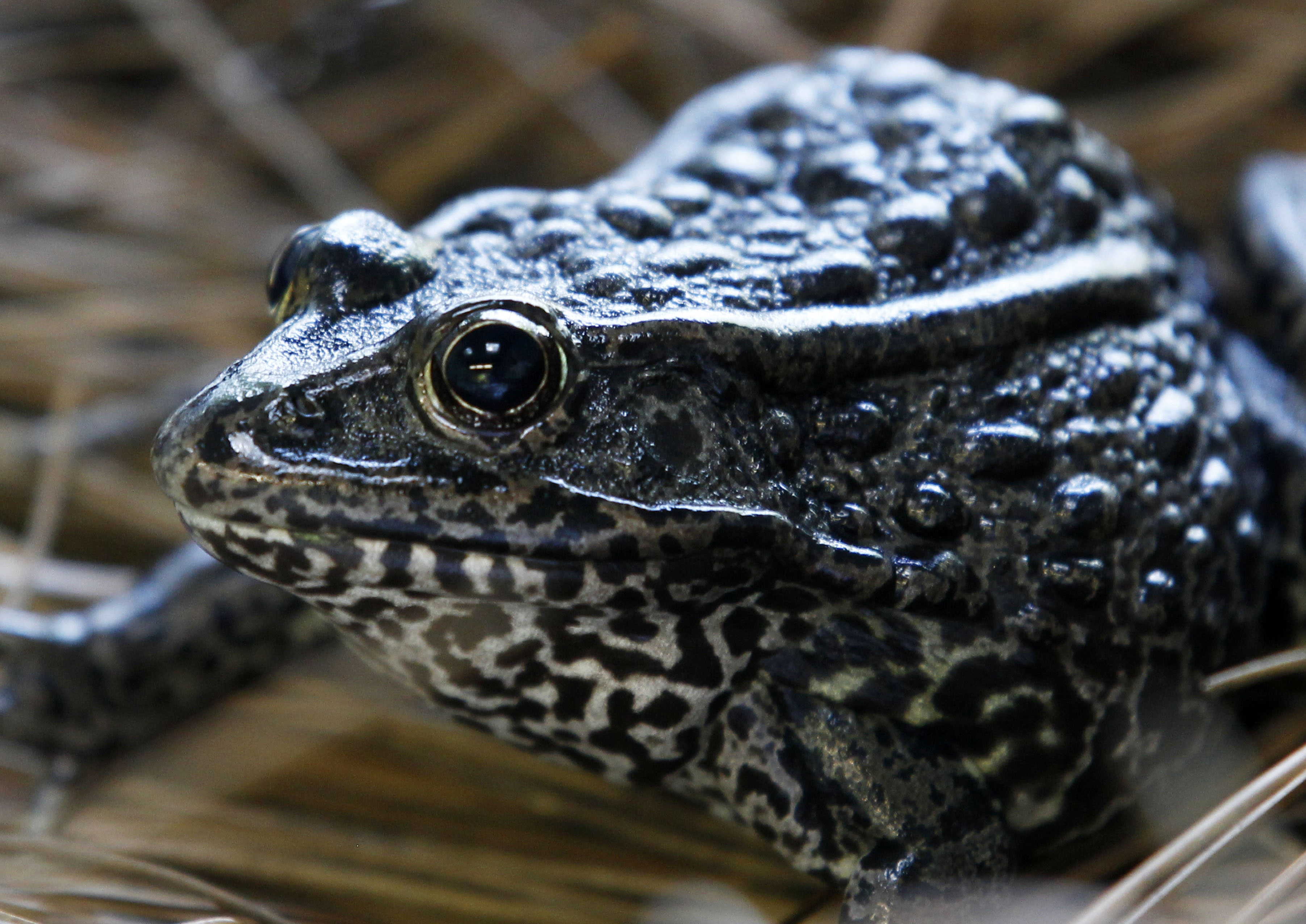 Endangered Species gopher frog