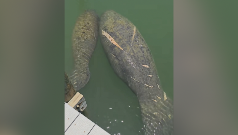 Lee County among highest number of manatee deaths in 2025, according to FWC