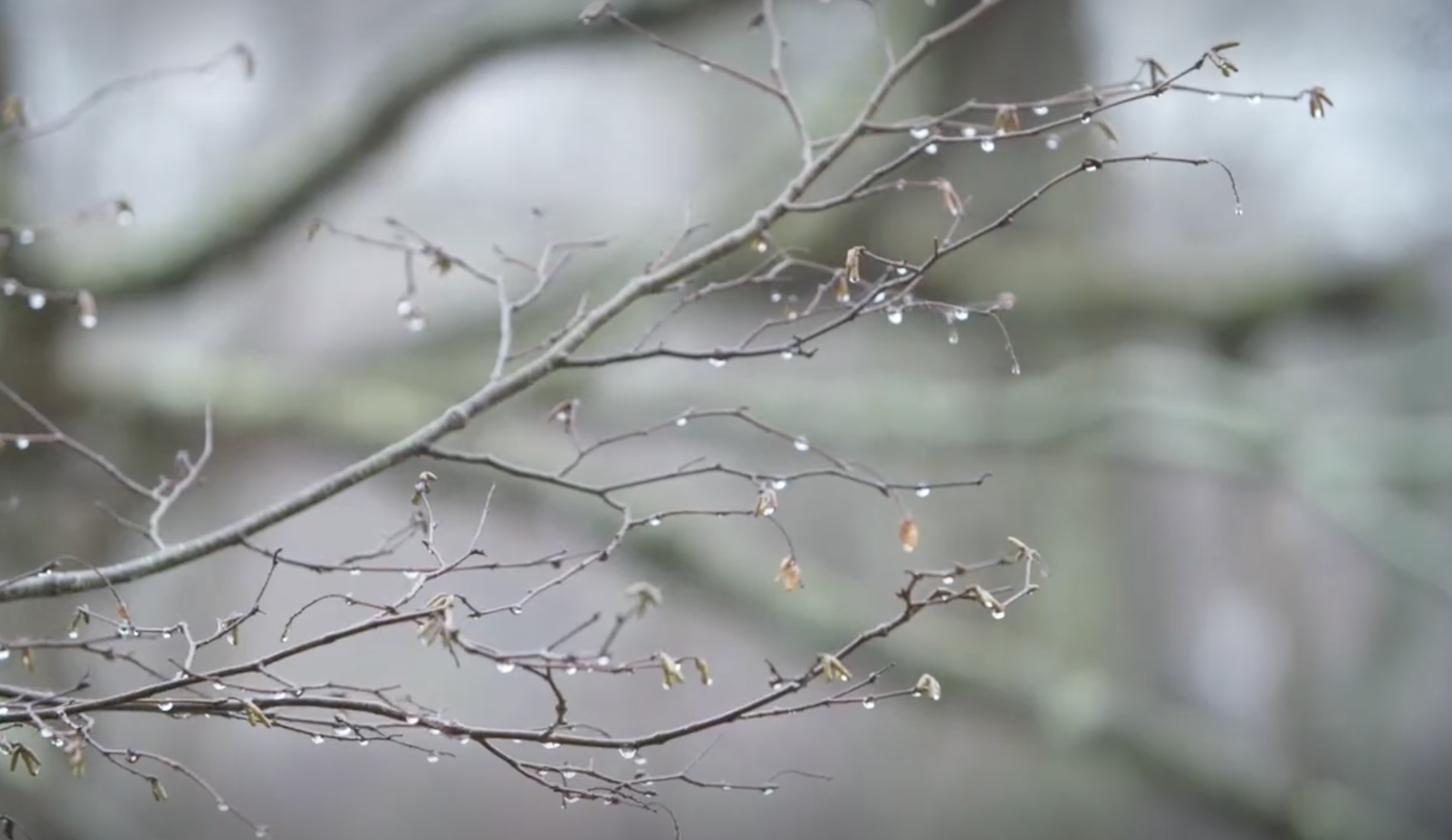 Cold snaps are getting shorter; here's why that can be bad - Vimarsana News