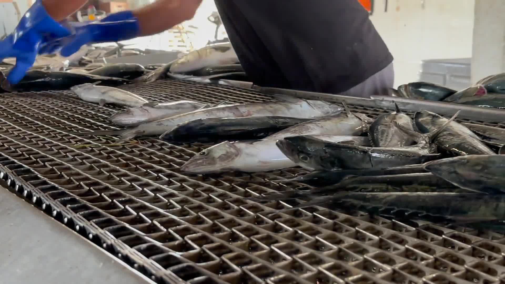 Shrimp trawling