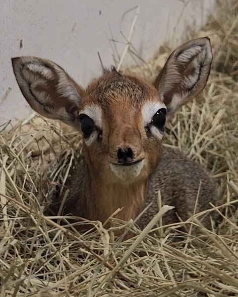 cameron park zoo deer.jpg