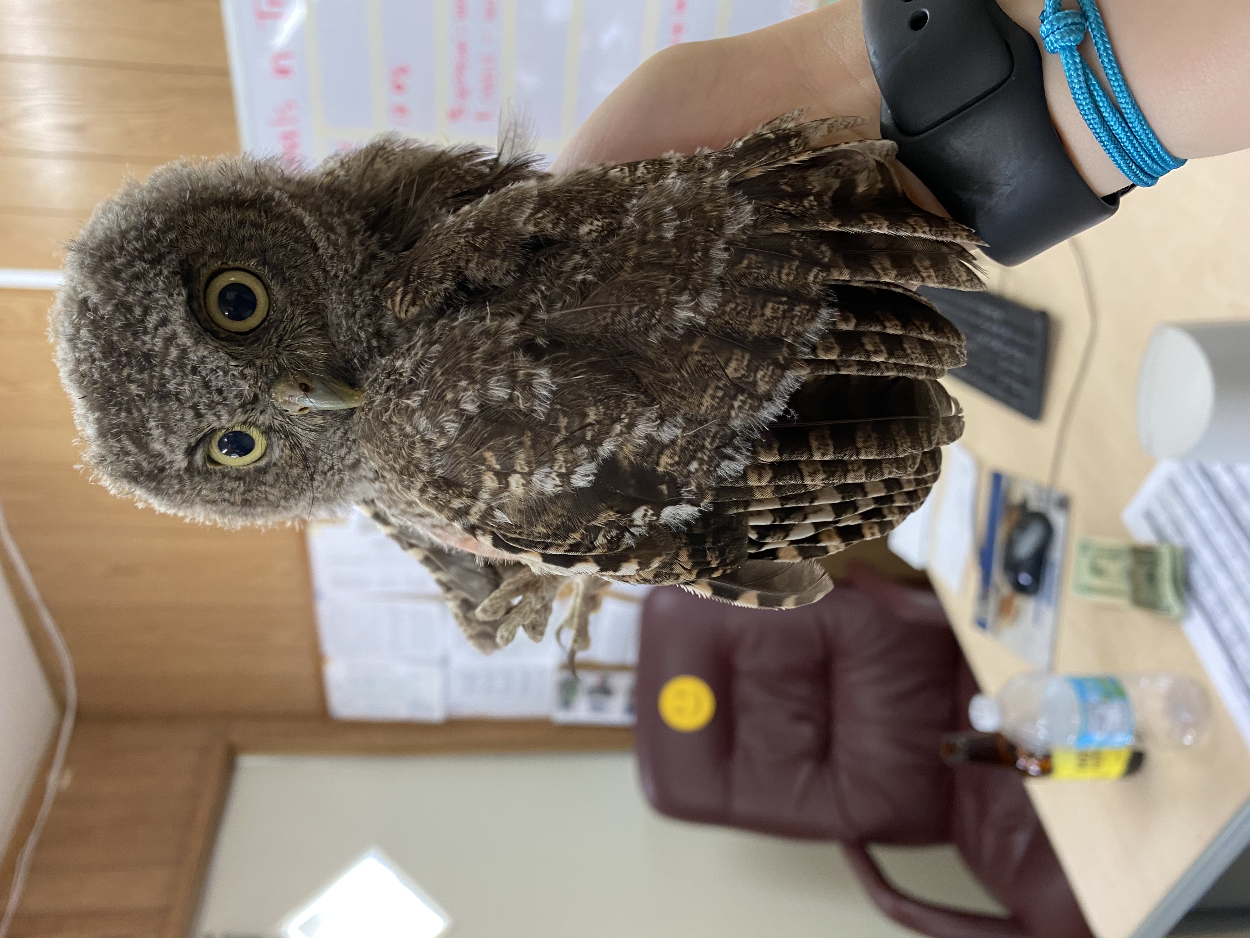 Owl 2