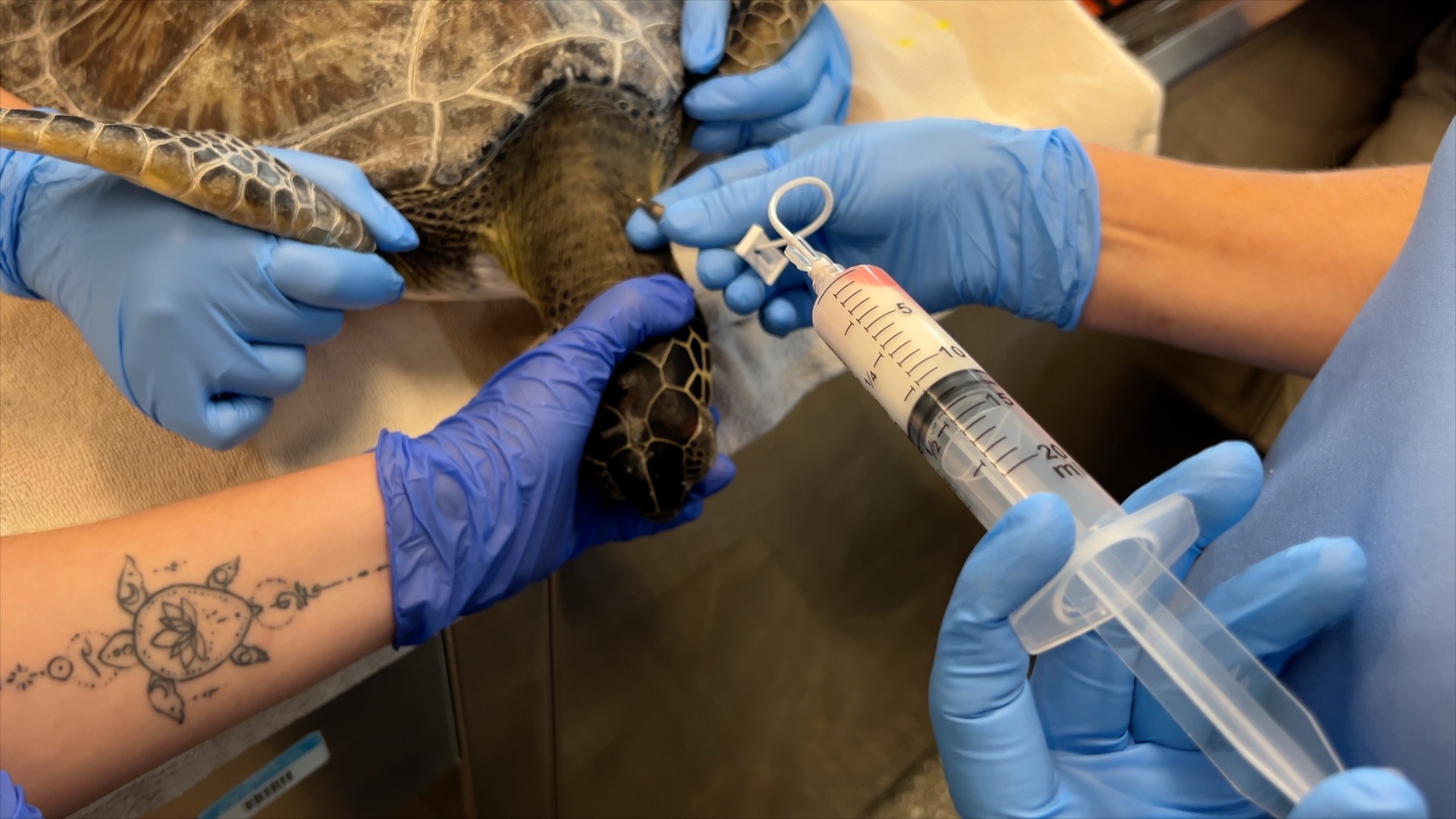 Turtle Exam Loggerhead 