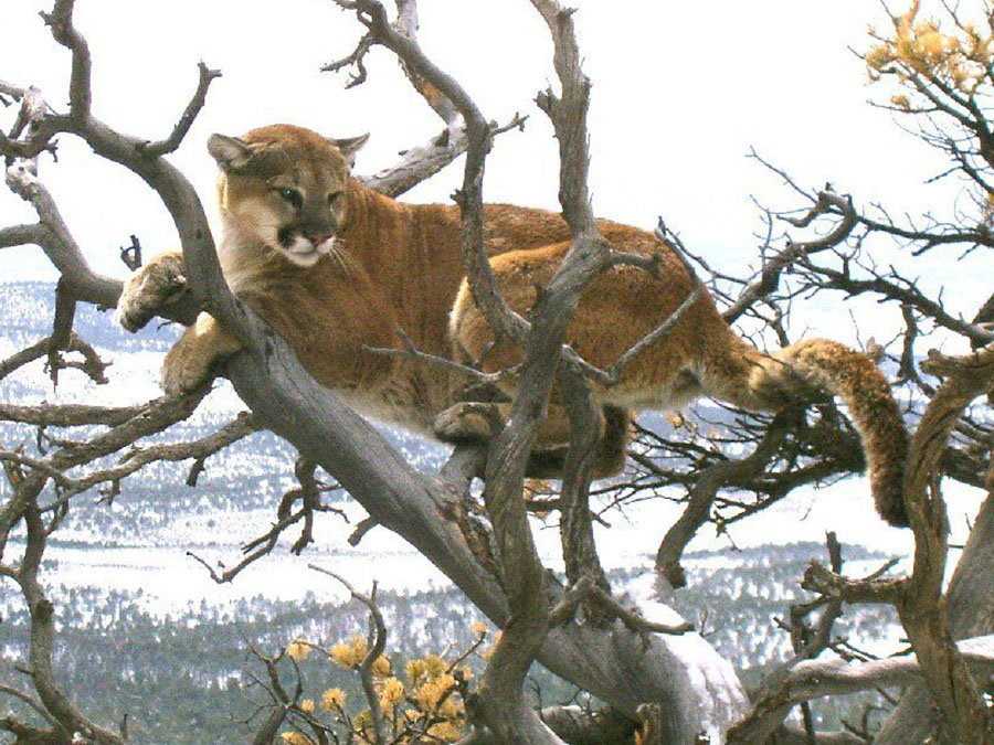 Trail runner suffocates, kills mountain lion in self defense