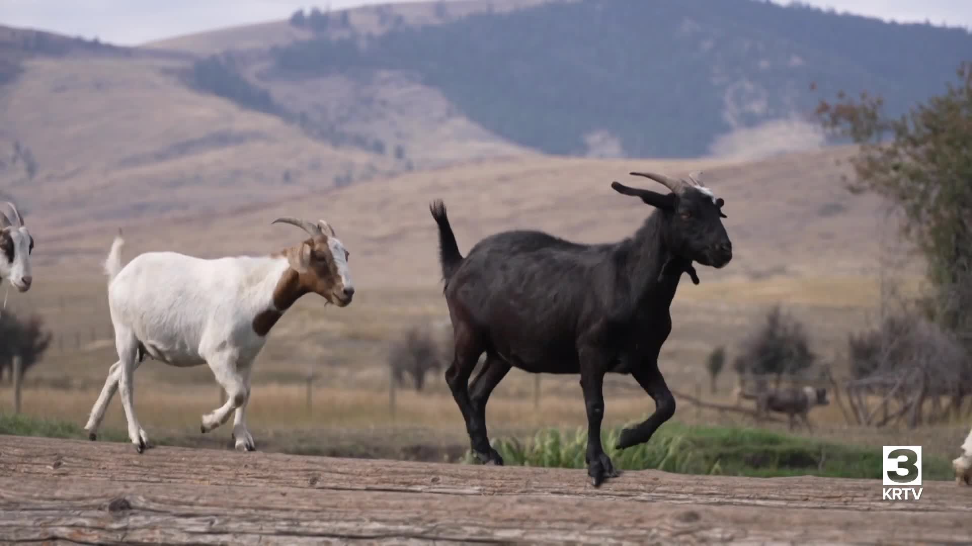 Montana Ag Network: St. Ignatius goats grazing for a good reason