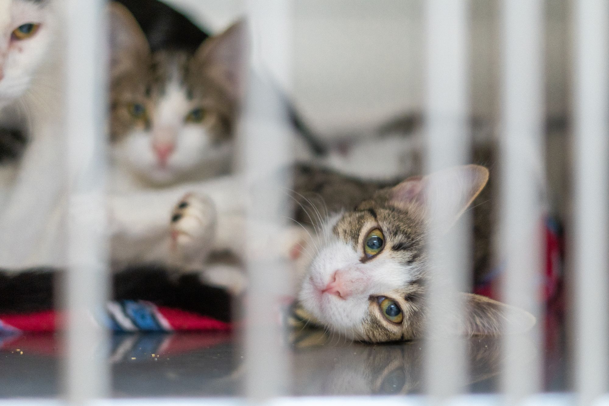 Clear The Shelter 2.jpg