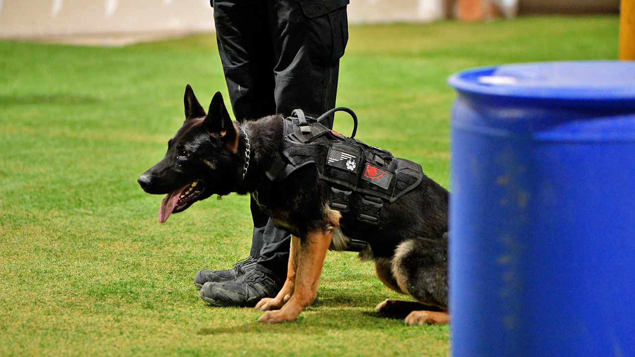 Tucson Police Department Raven Dog 1.jpg