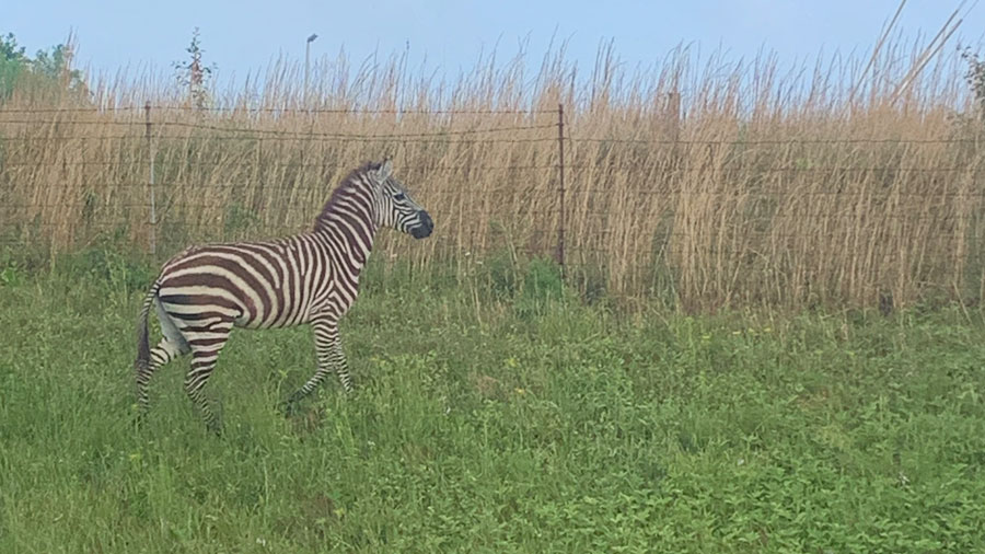 zebra2.jpg