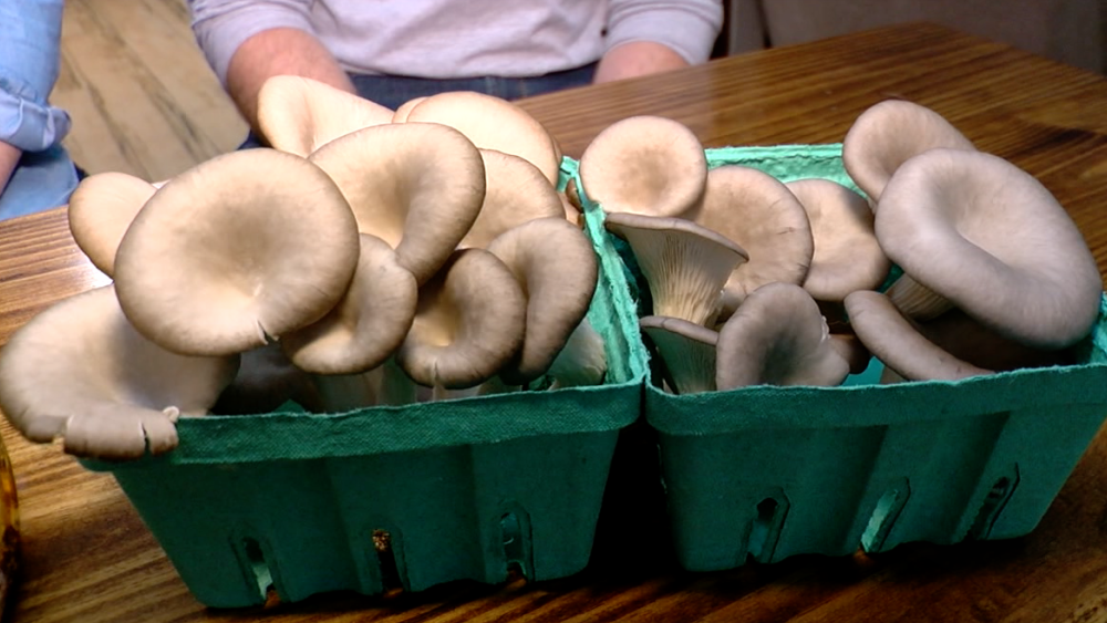 Mayshrooms mushrooms