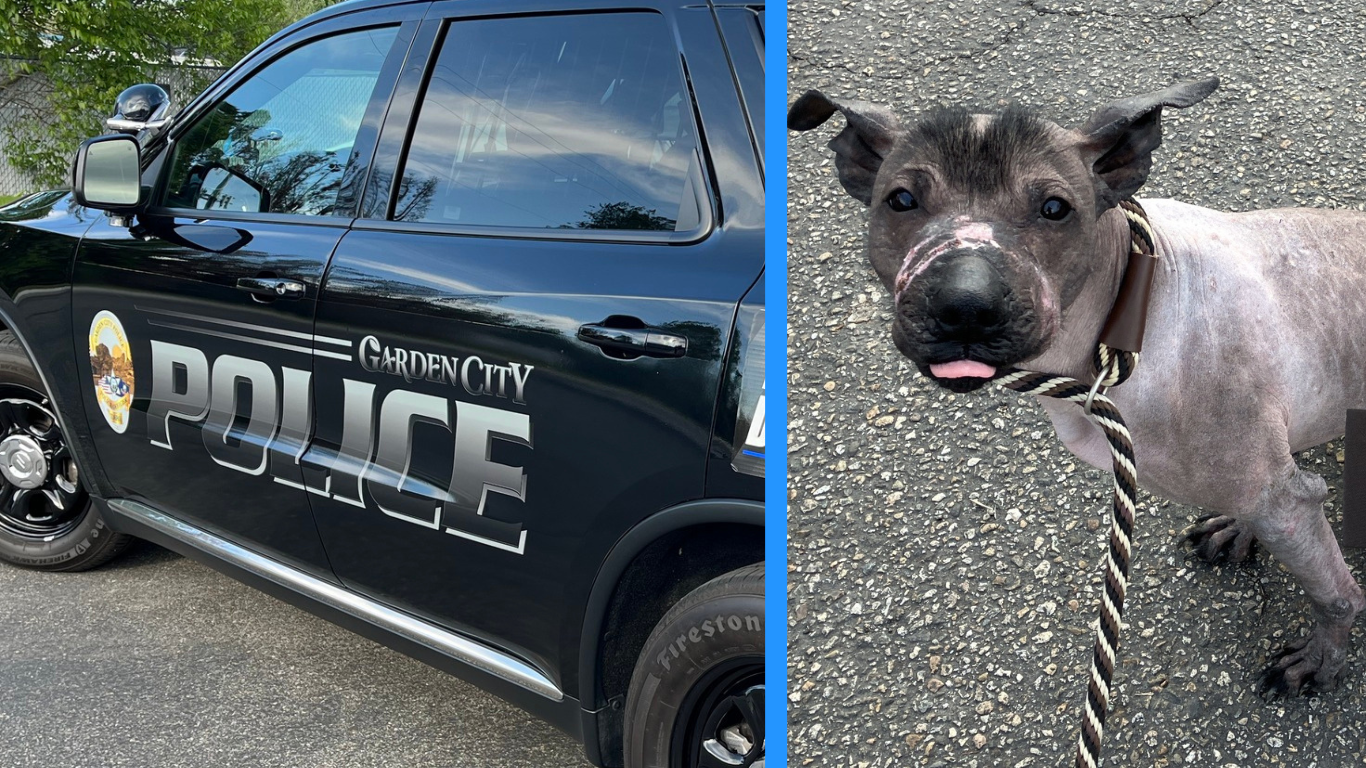 dog abuse garden city.png