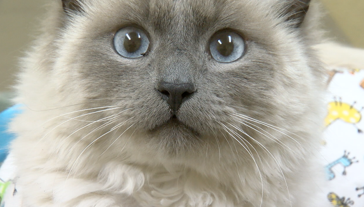 Cat survives blow dart attack in Tucson