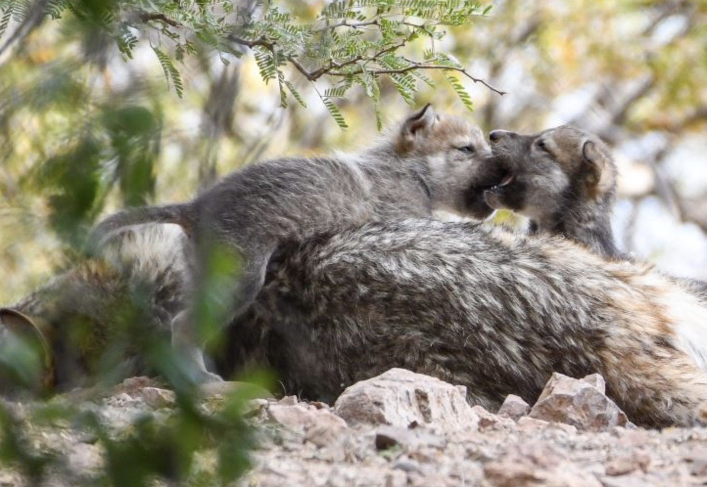 Mexican Gray Wolf Litter born at Phoenix Zoo