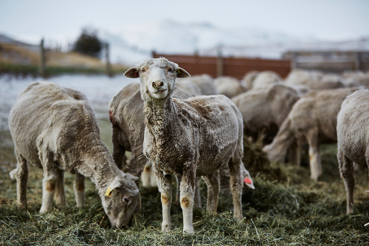 Lambing and Calving at MSU Red Bluff Research Ranch