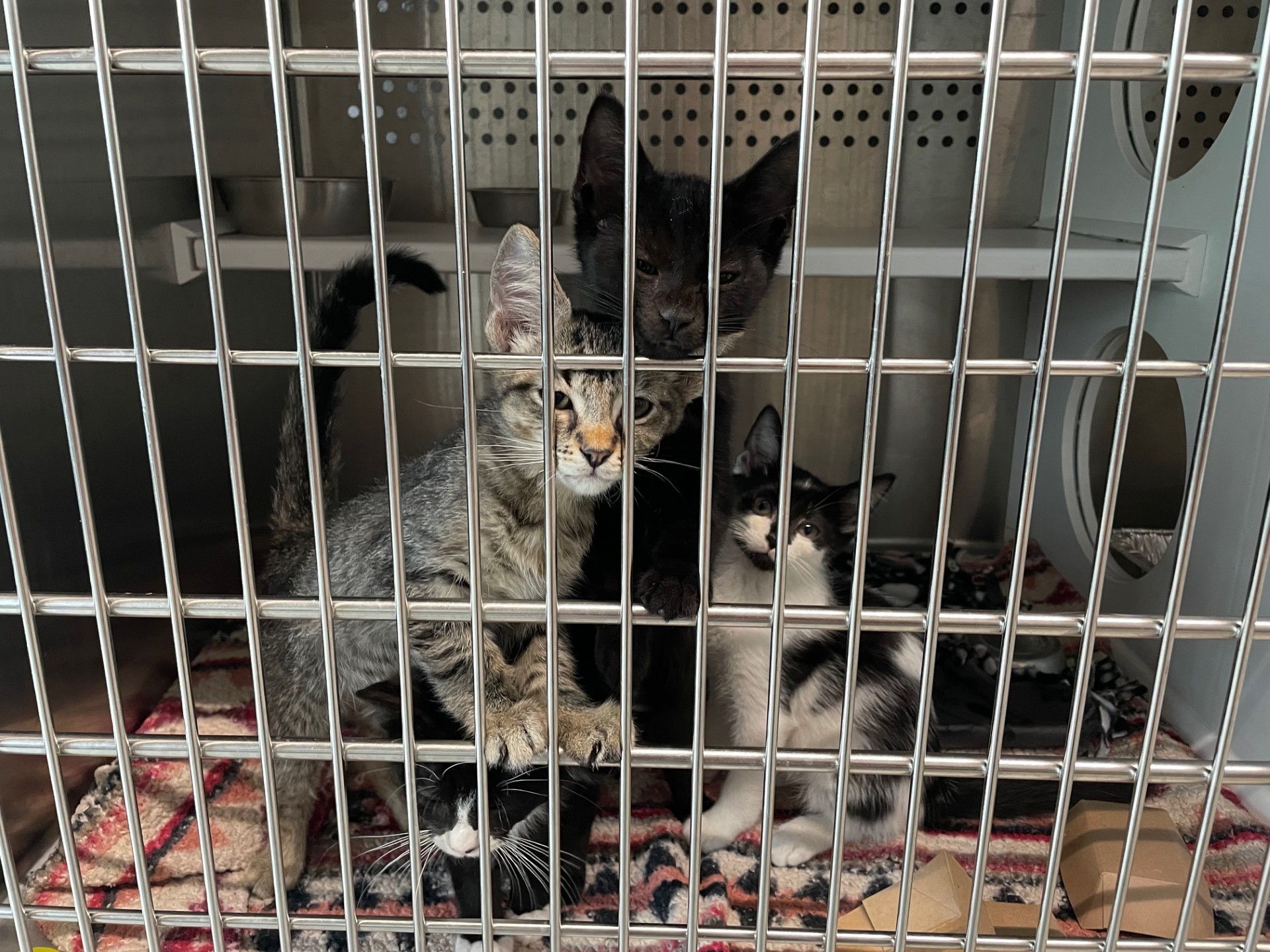 Kittens.jpg
