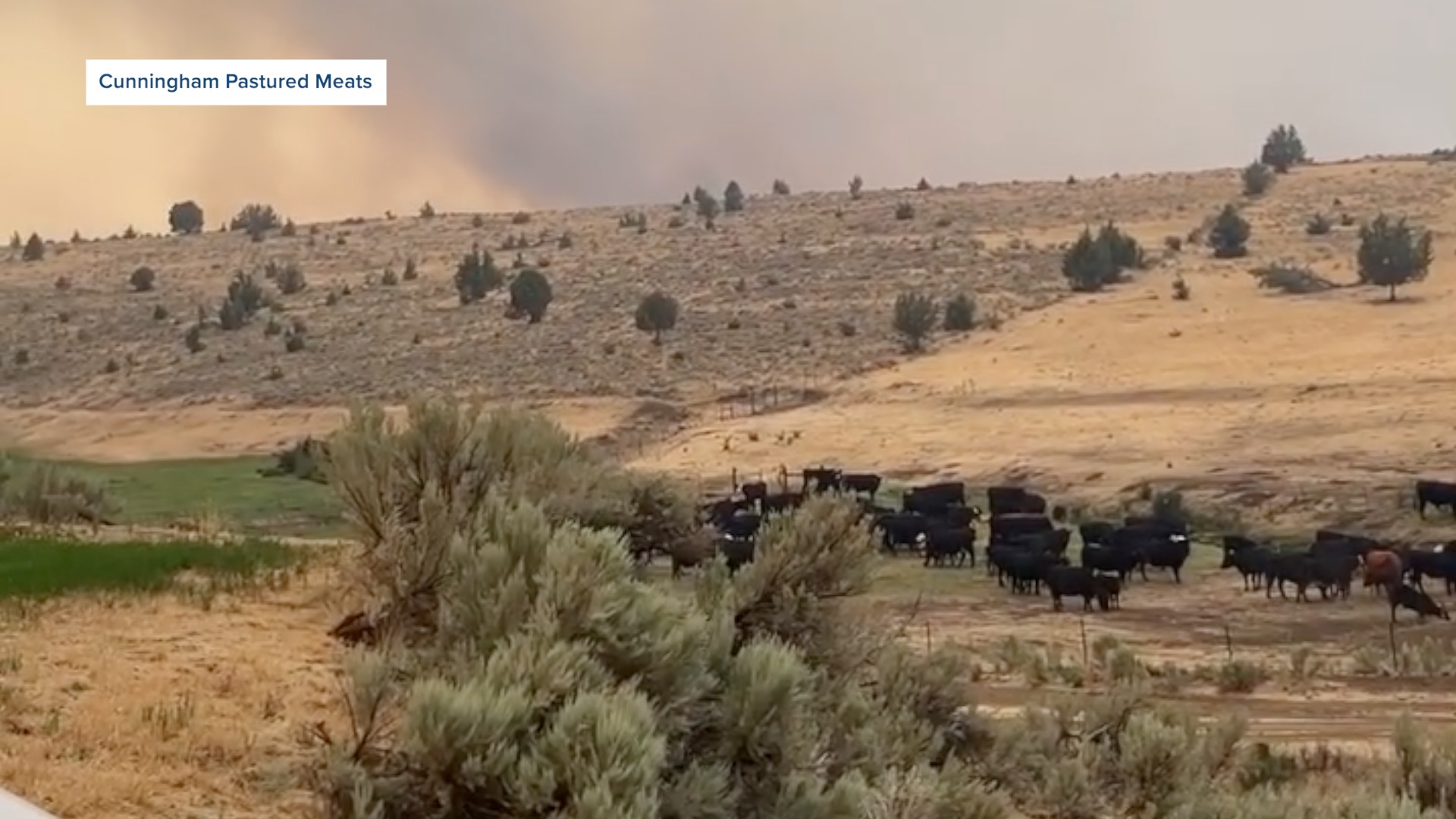 BIG GRASS FIRE CATTLE