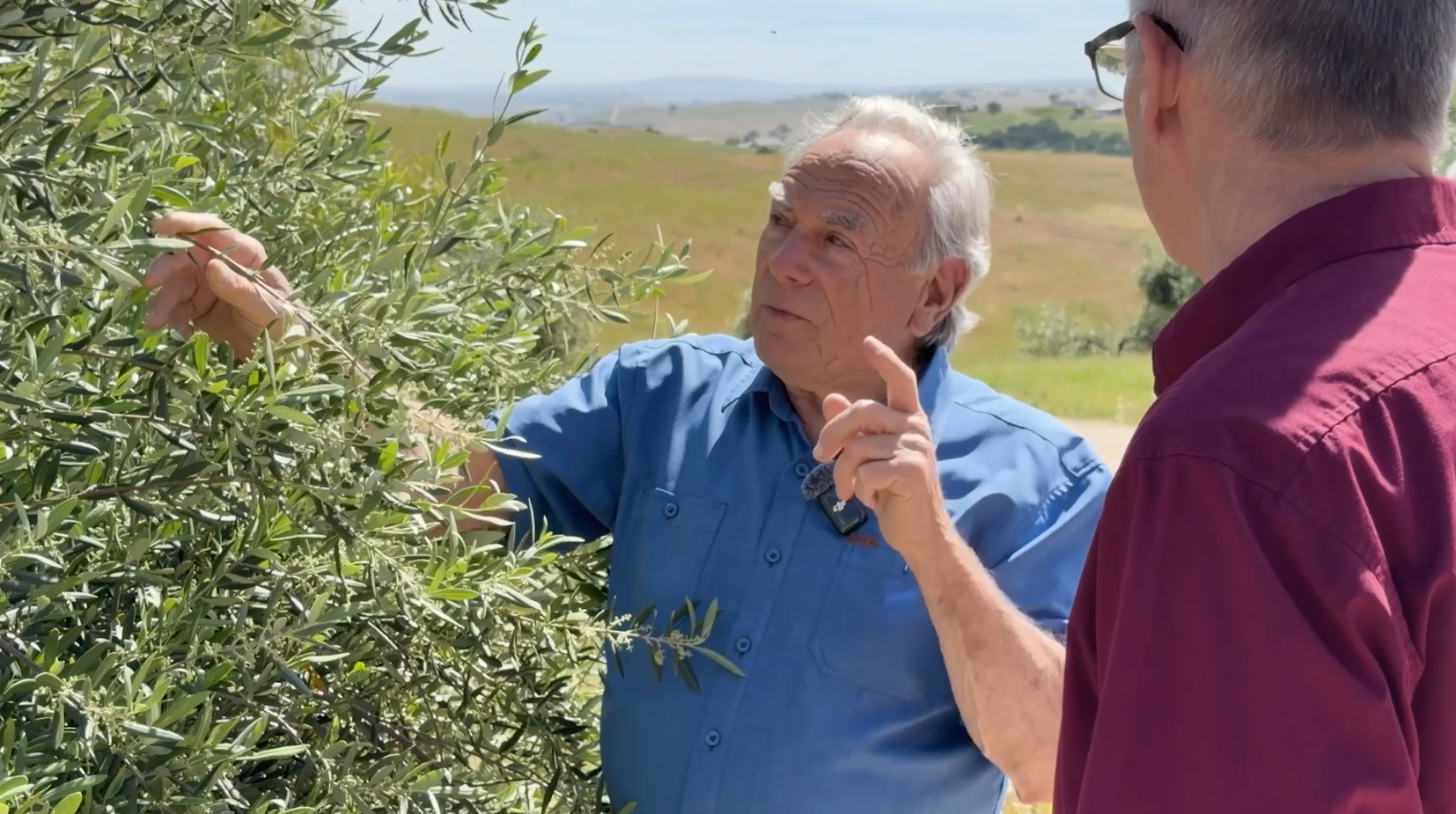 san miguel olive farm.png